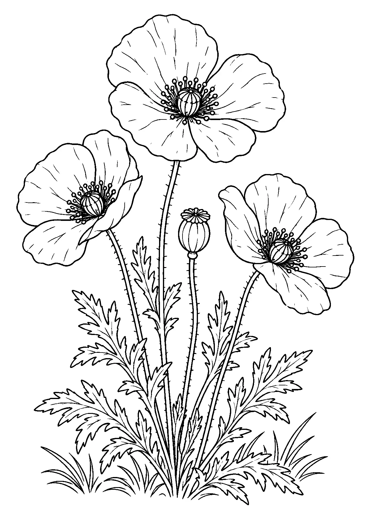 Coloriage coquelicot à imprimer montrant coquelicot, illustration 19