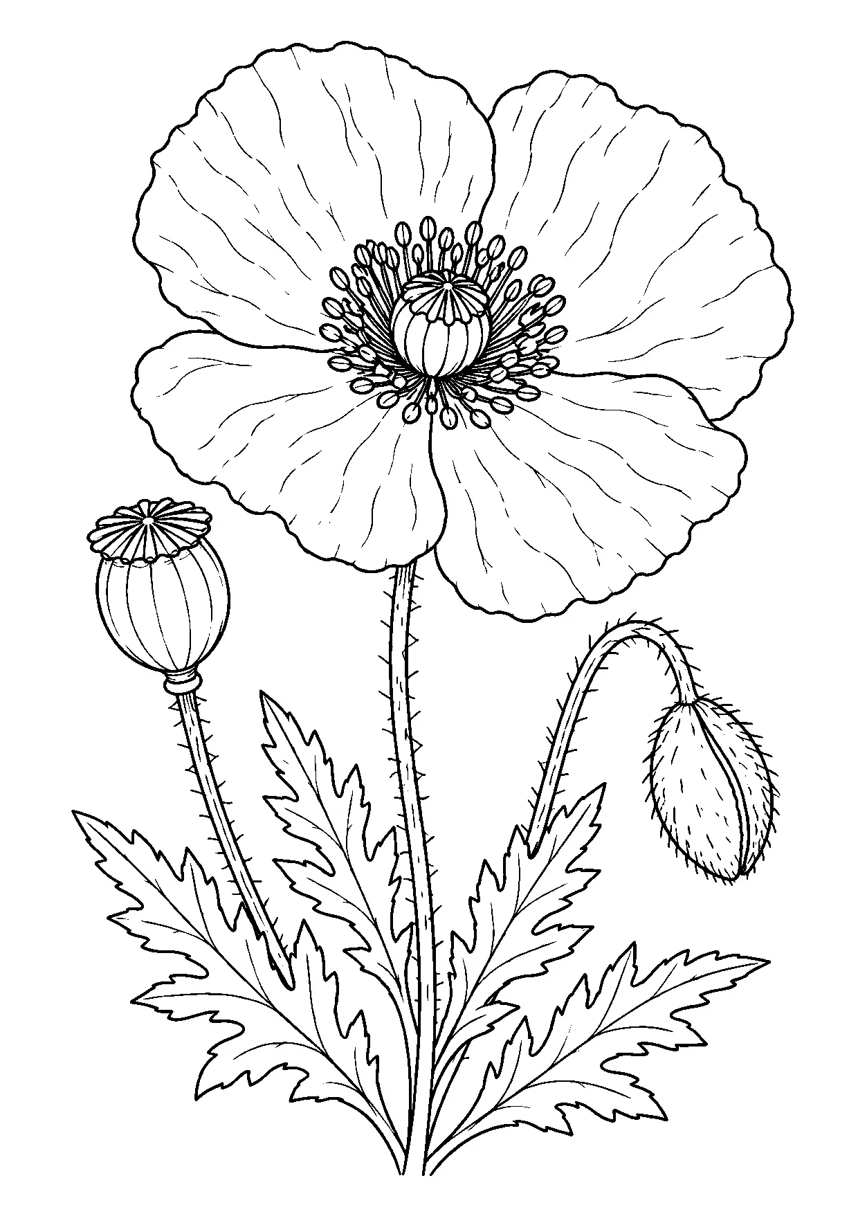 Coloriage coquelicot à imprimer montrant coquelicot, illustration 20