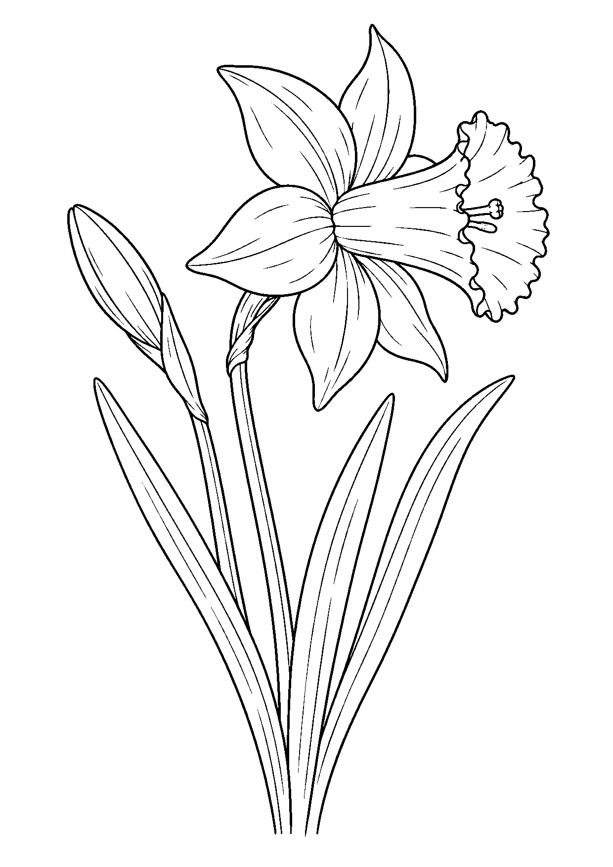 Coloriage jonquille à imprimer montrant jonquille, illustration 20