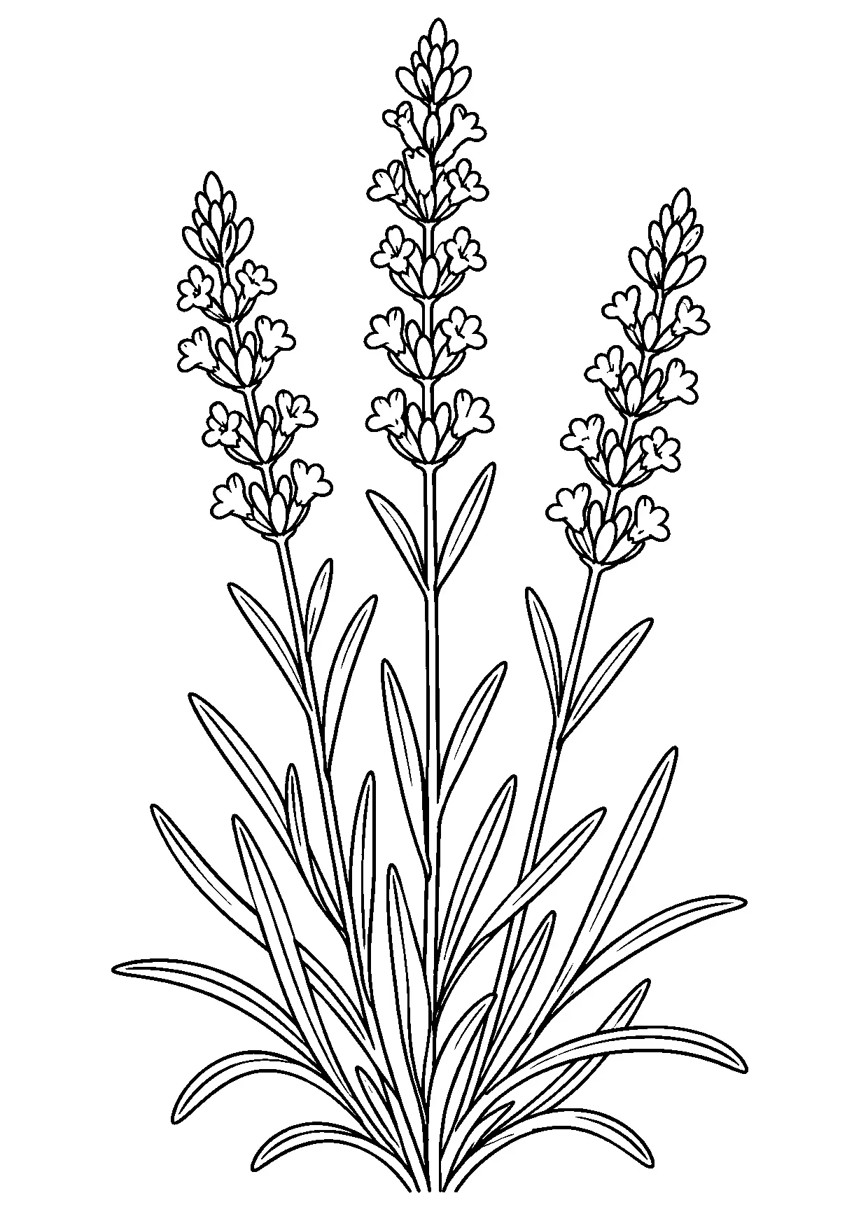 Coloriage lavande à imprimer montrant lavande, illustration 19