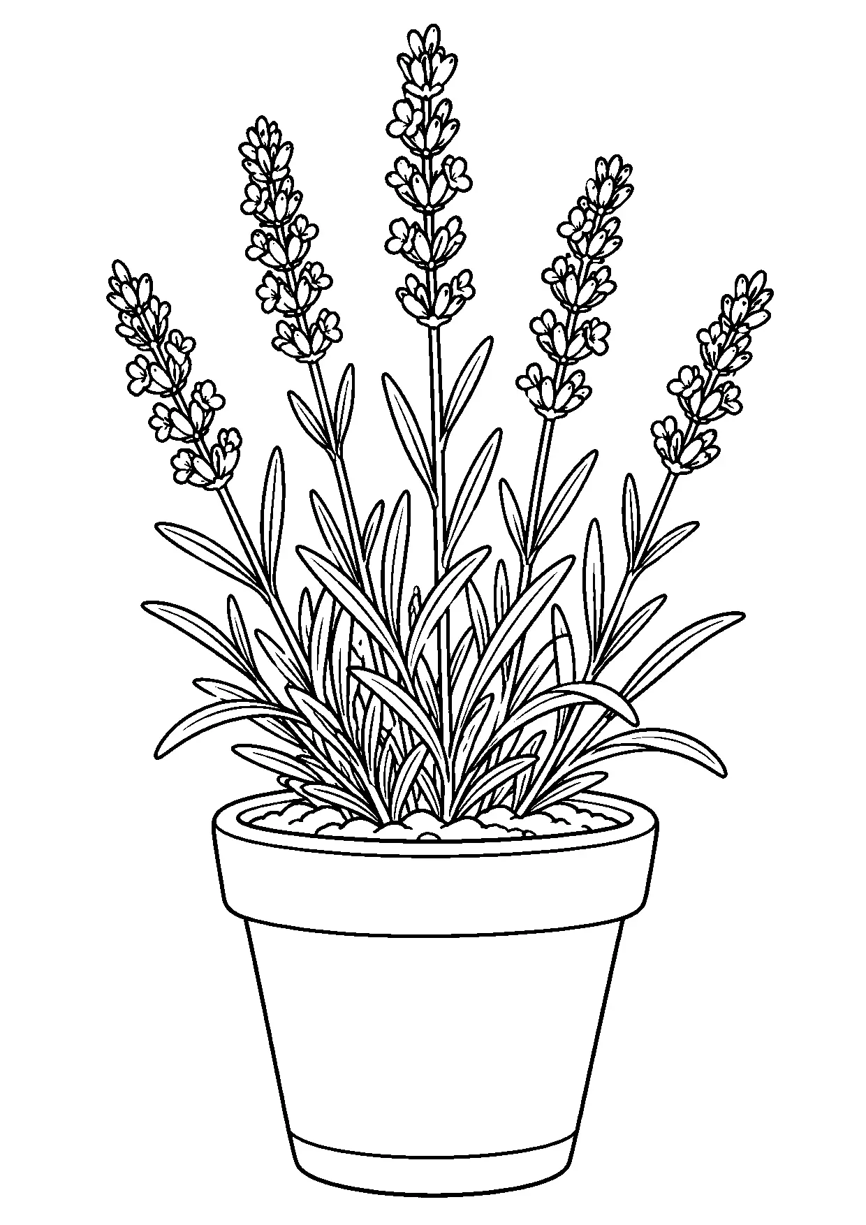 Coloriage lavande : lavande, modèle 20