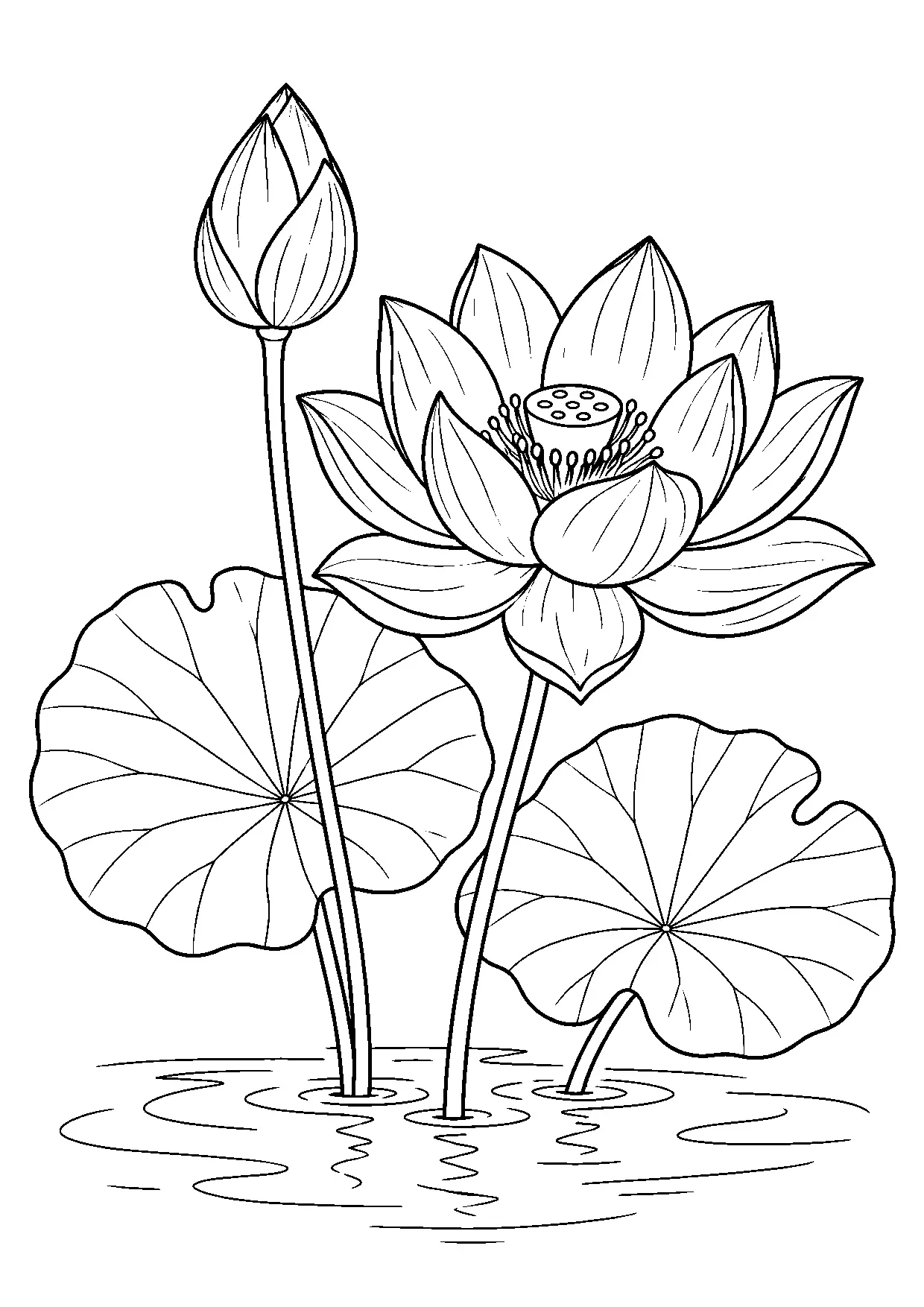 Coloriage lotus à imprimer montrant lotus, illustration 19