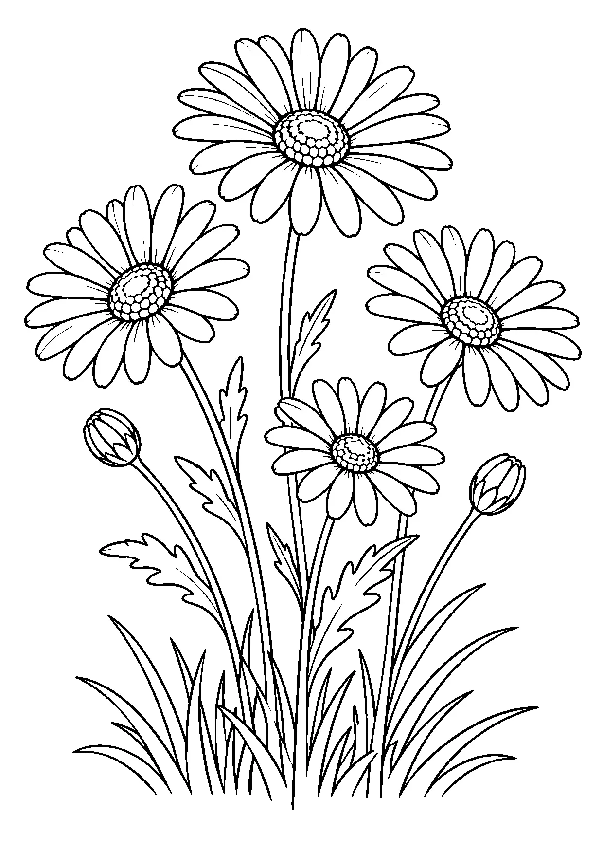 Coloriage marguerite : marguerite, modèle 20