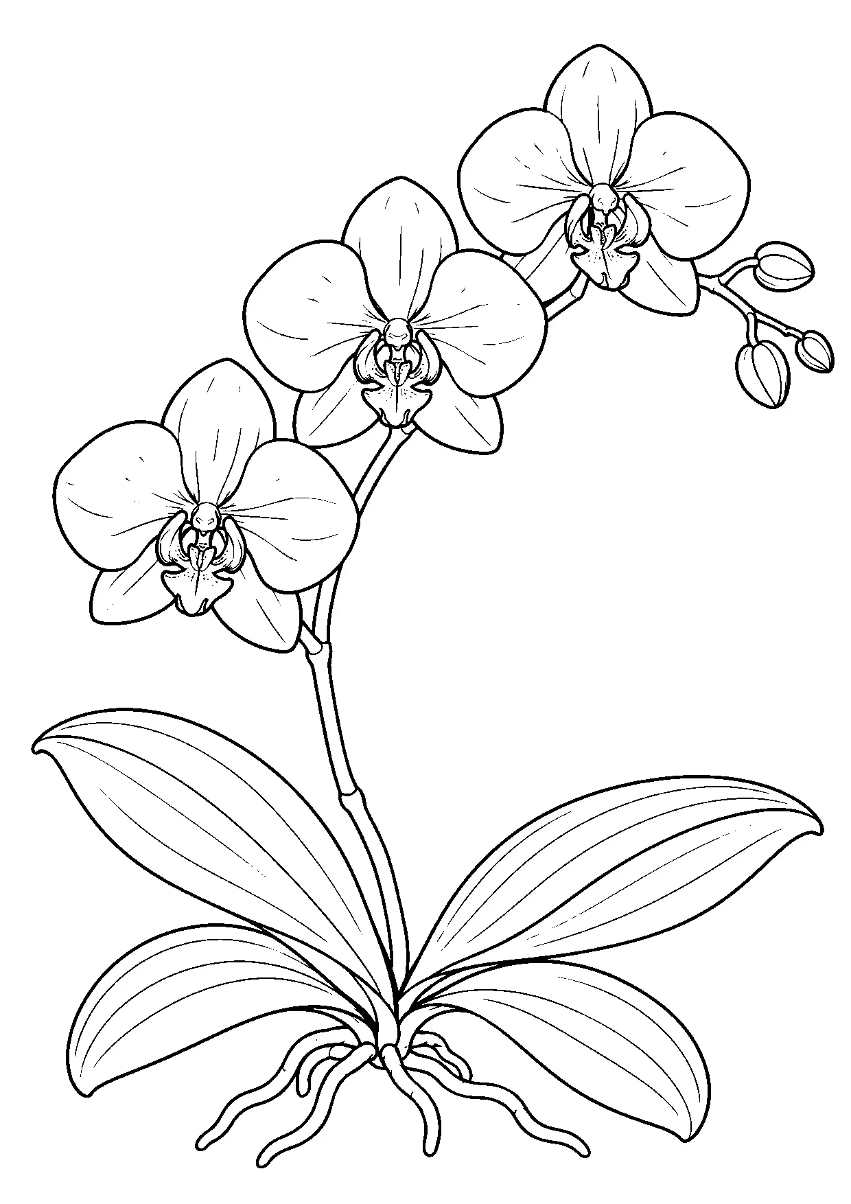 Coloriage orchidée à imprimer montrant orchidee, illustration 18