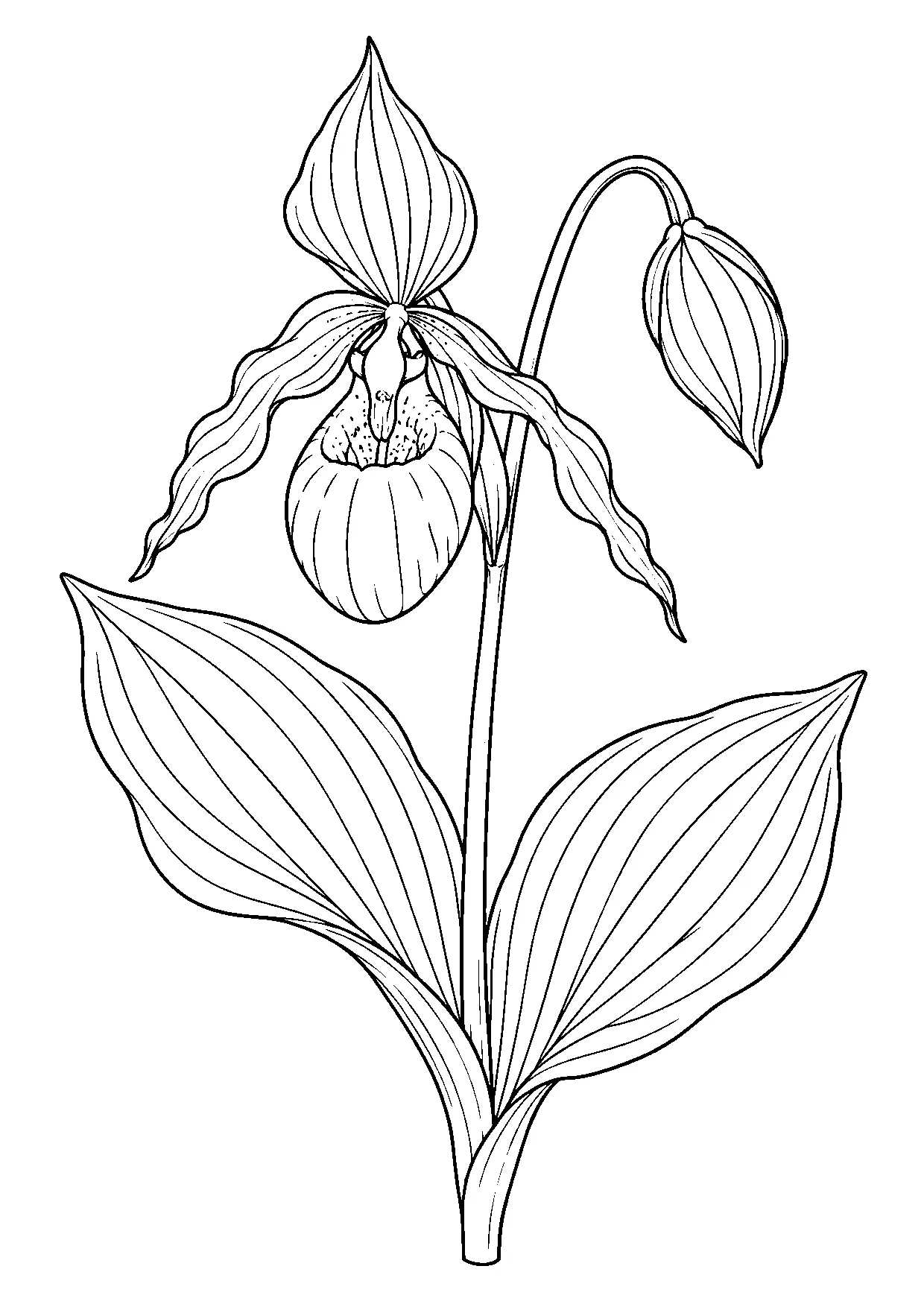 Coloriage orchidée à imprimer montrant orchidee, illustration 19