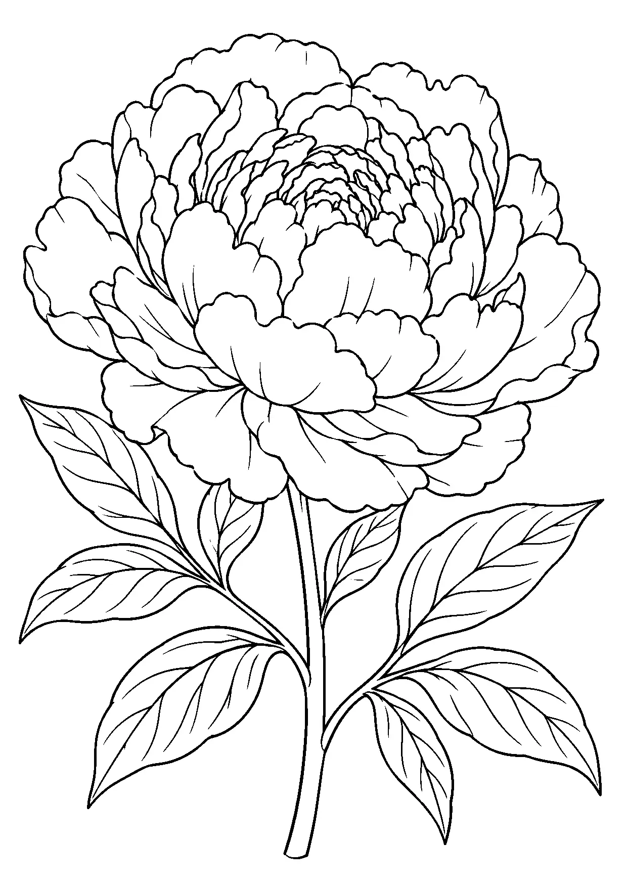 Coloriage pivoine à imprimer montrant pivoine, illustration 18
