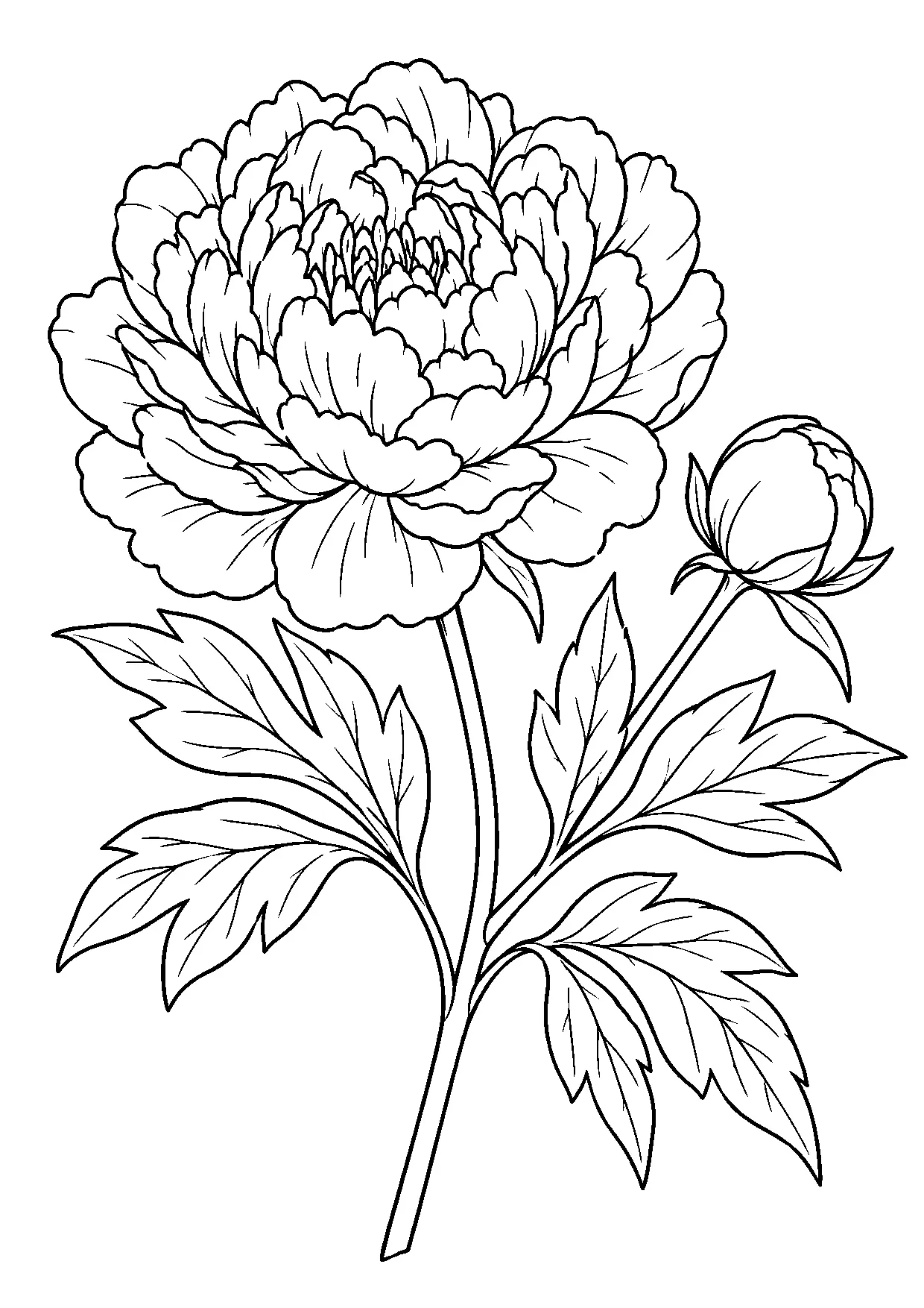 Coloriage pivoine à imprimer montrant pivoine, illustration 19