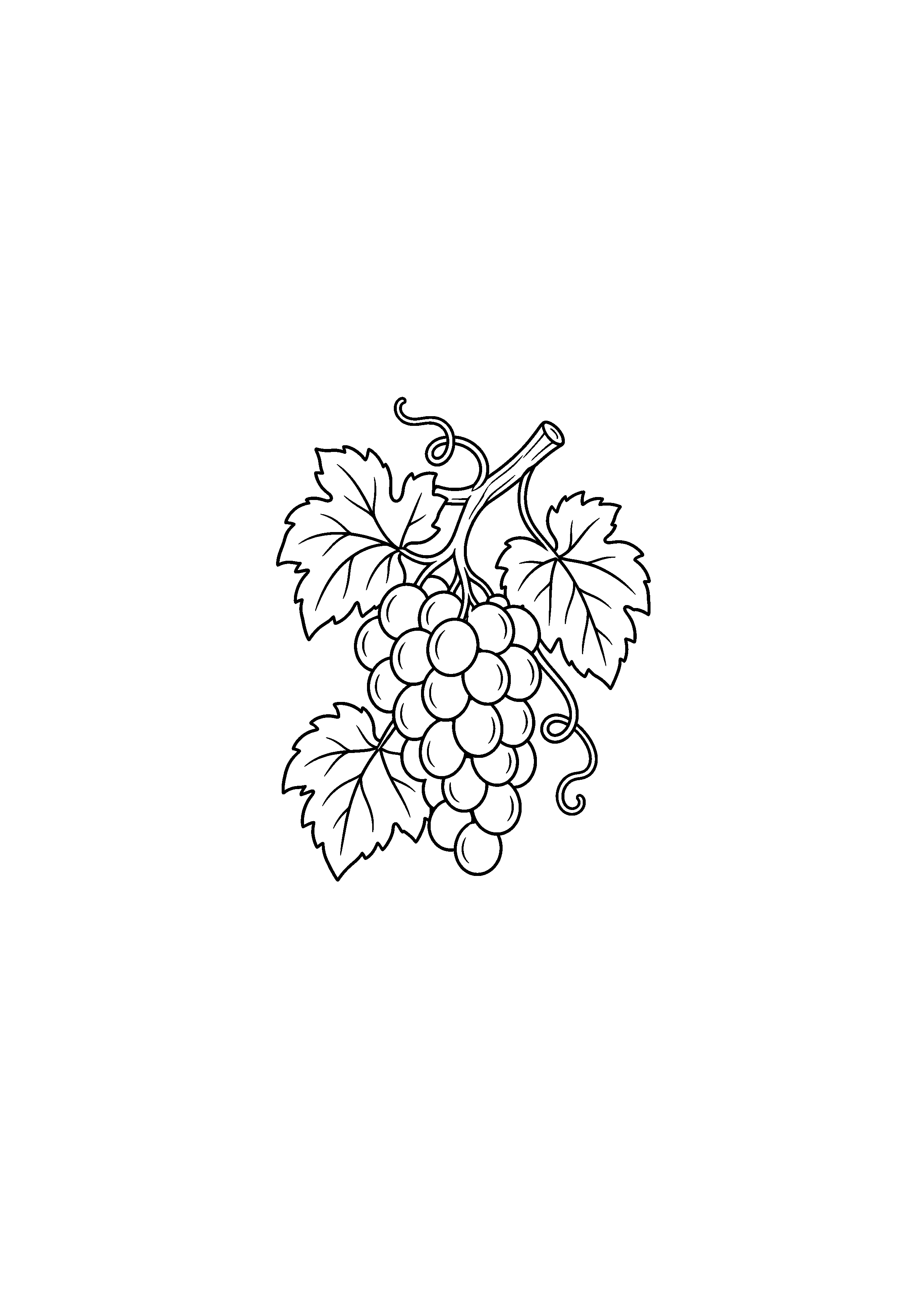 Coloriage botanique d'une branche de vigne avec grappe feuilles et vrilles