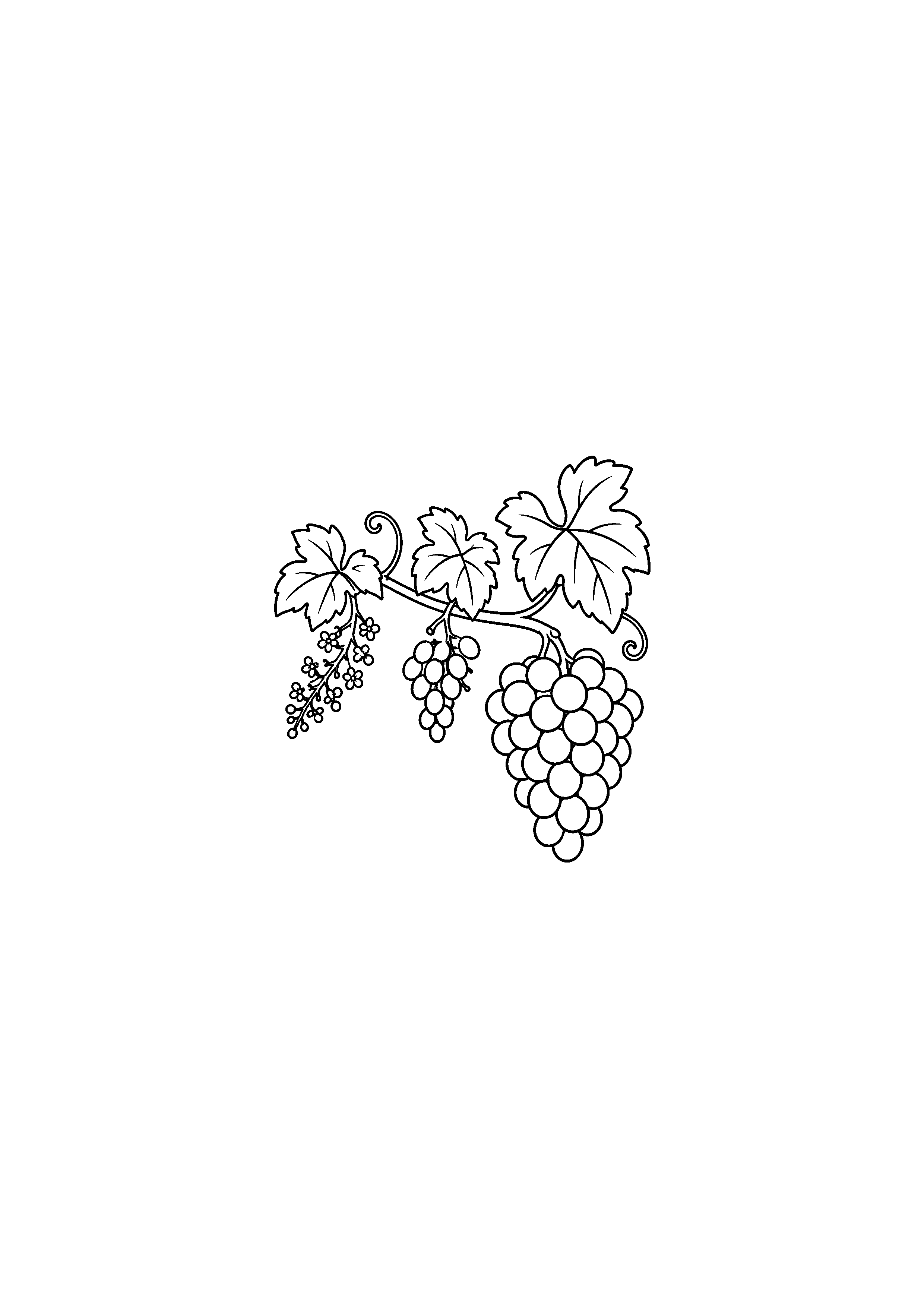 Coloriage montrant des fleurs de vigne de petits grains puis une grande grappe