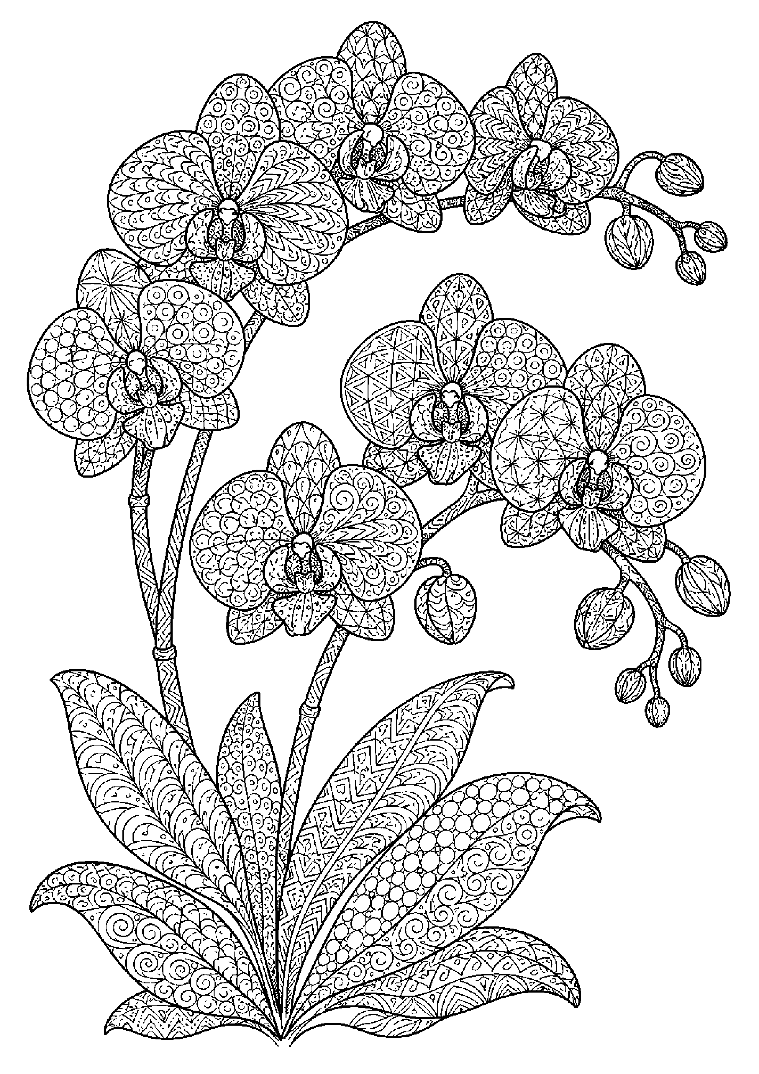 Coloriage zentangle floral à imprimer – dessin n°4