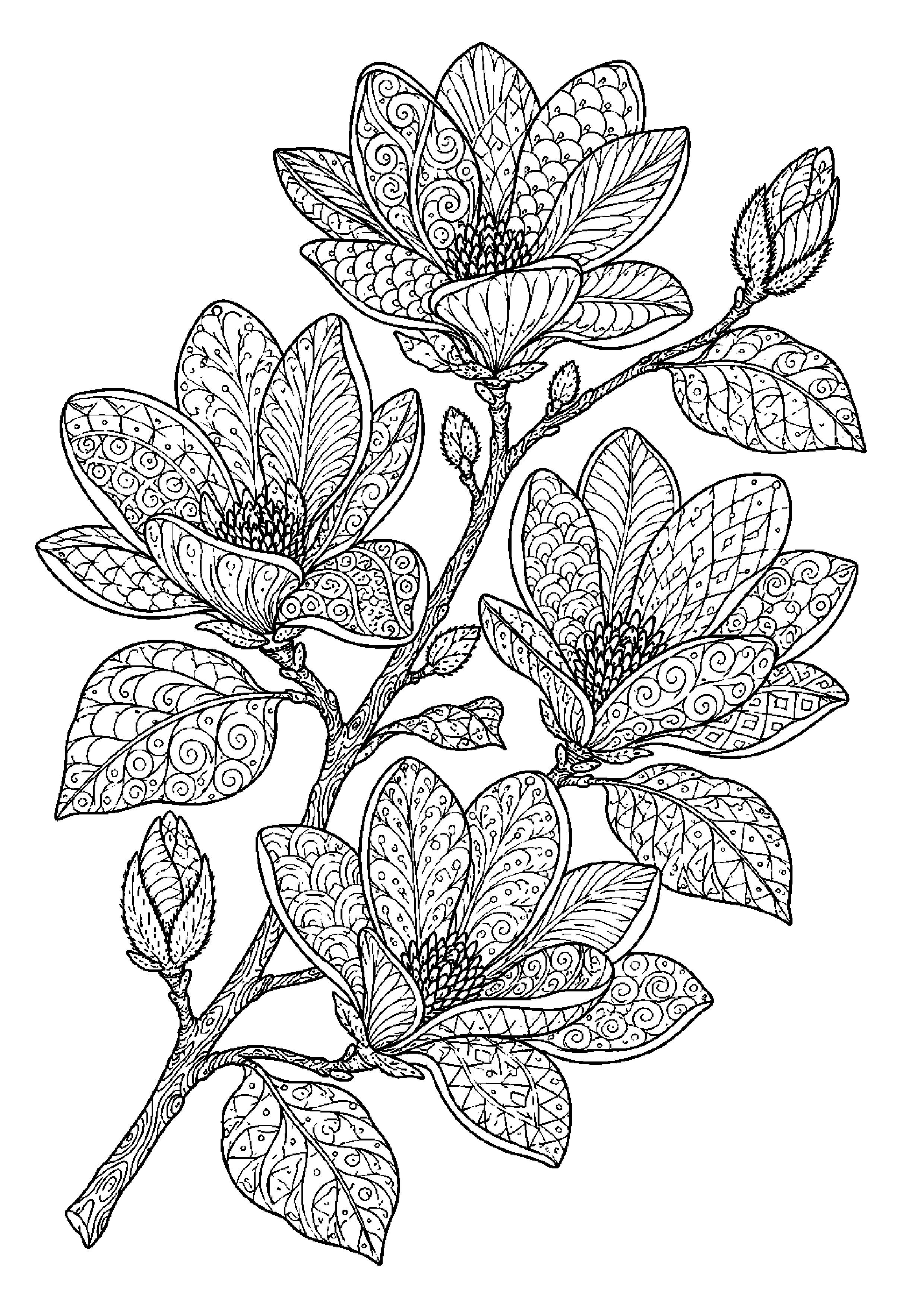 Coloriage zentangle floral à imprimer – dessin n°14