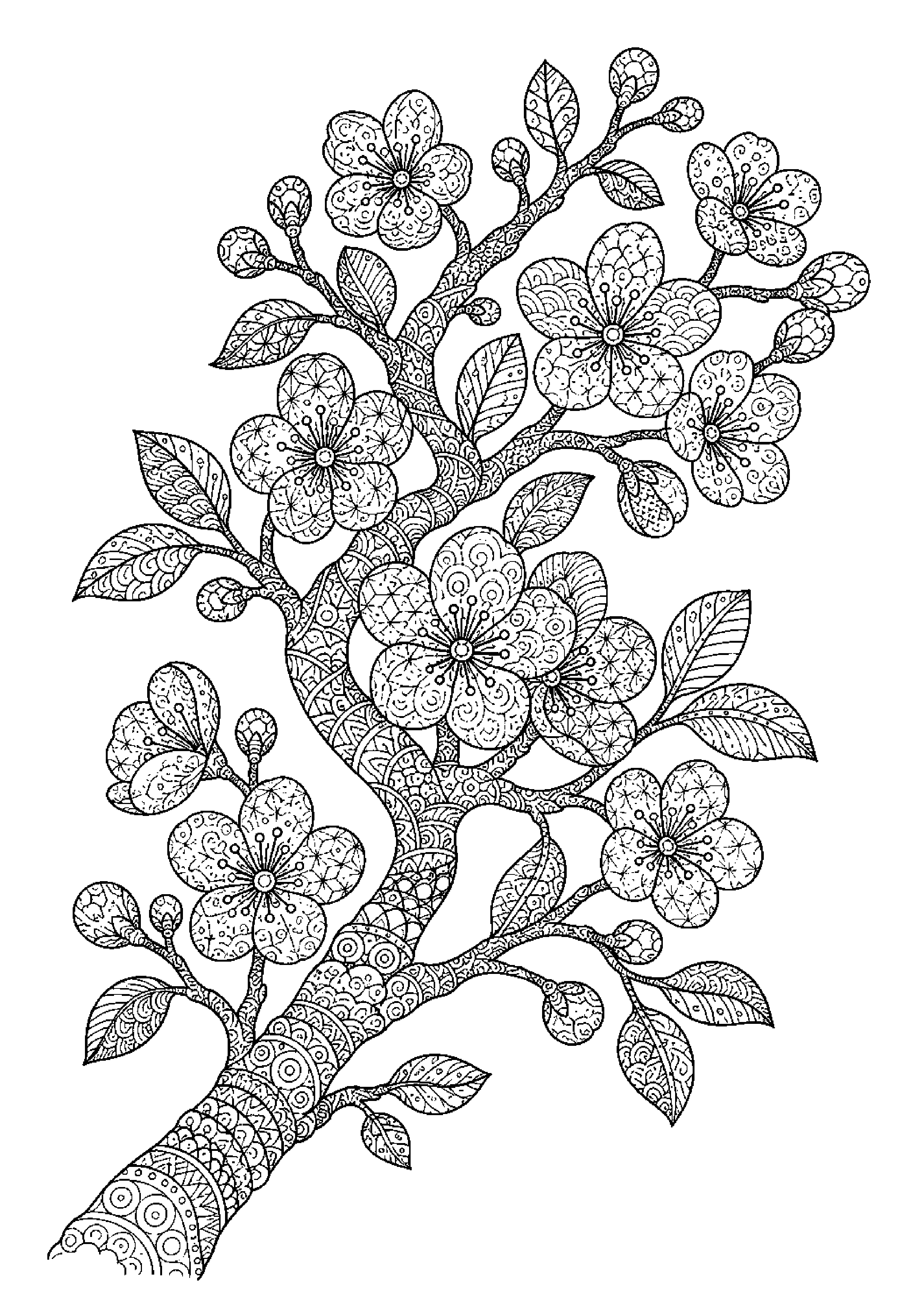 Coloriage zentangle floral à imprimer – dessin n°17