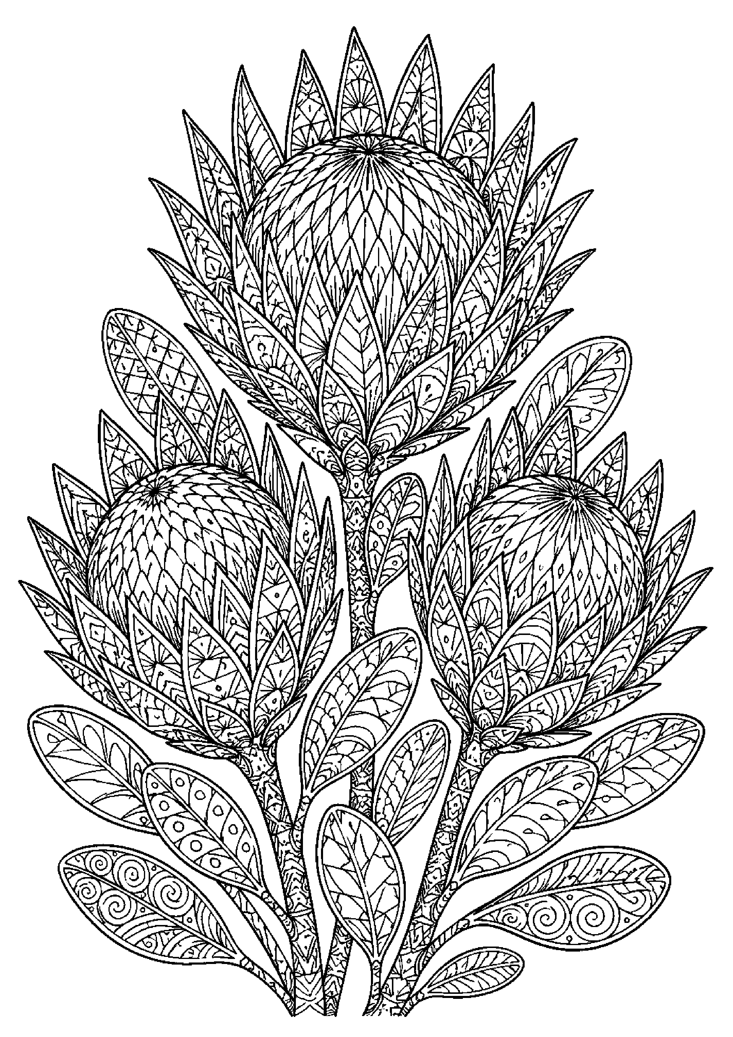 Coloriage zentangle floral à imprimer – dessin n°18