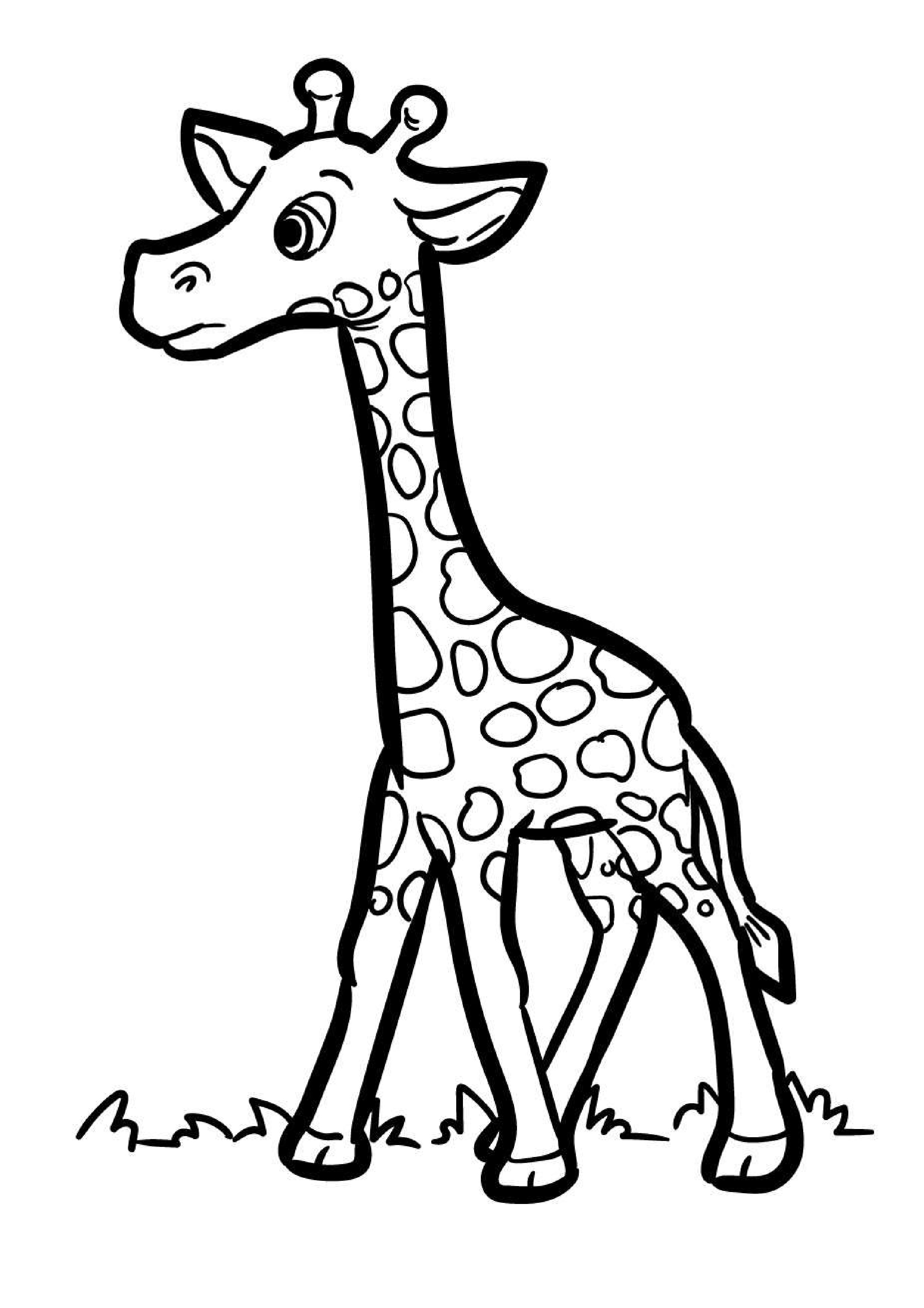 coloriage-girafe