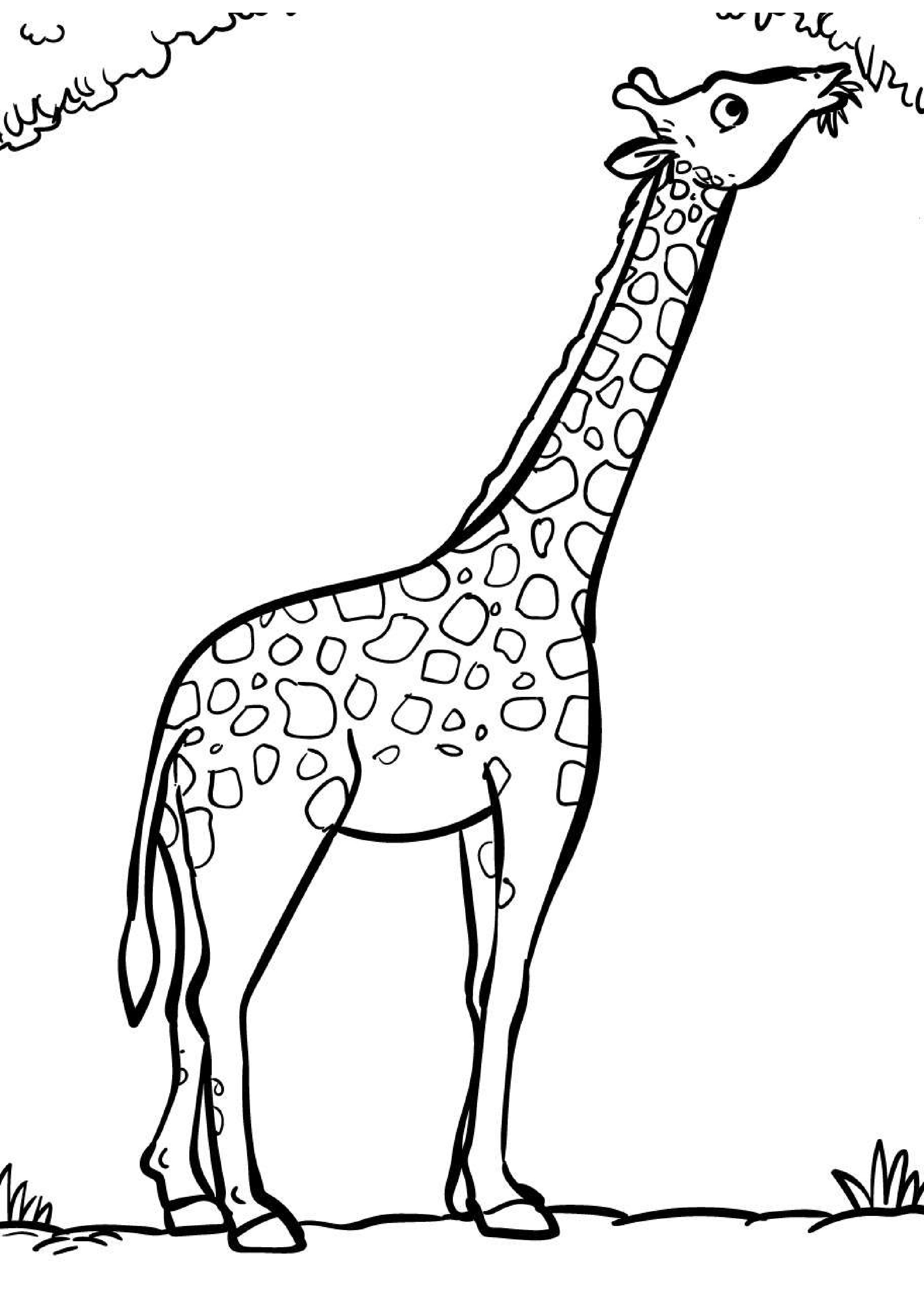 coloriage-girafe
