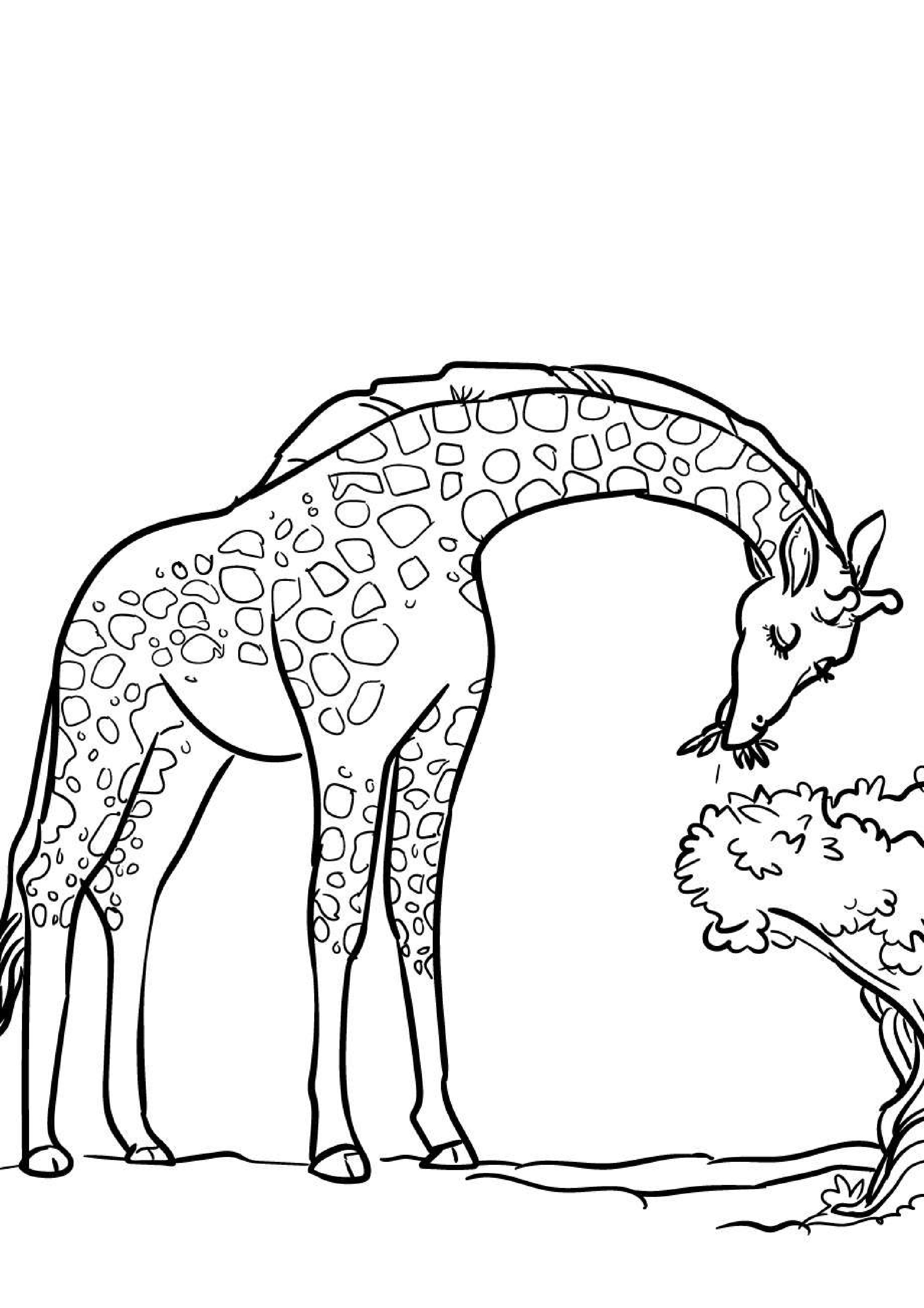 coloriage-girafe