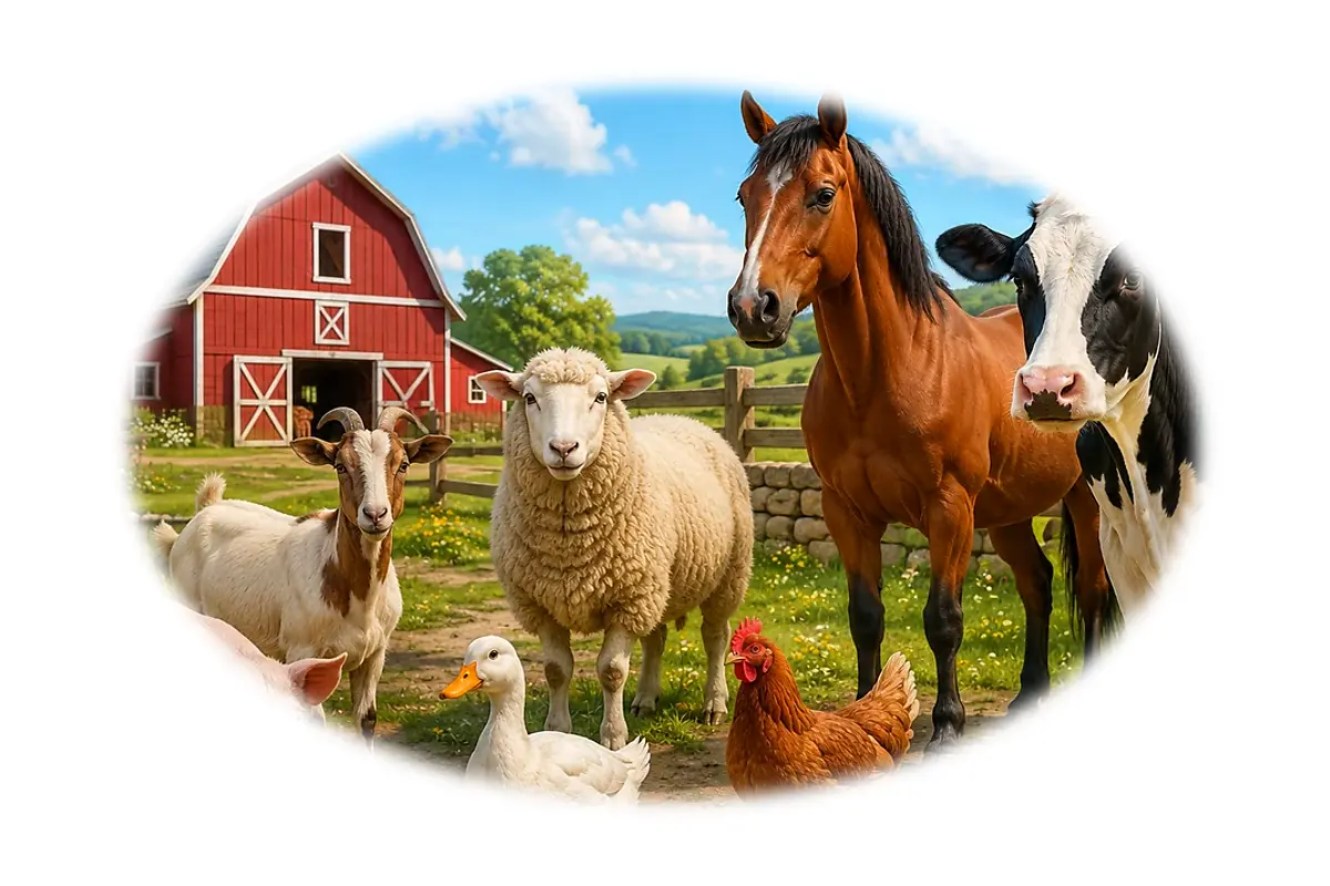 Les essentiels : Animaux de la ferme – 6-8 ans