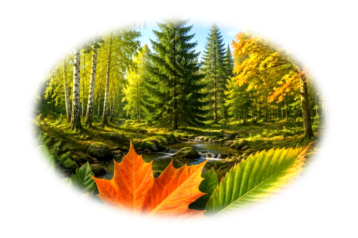 Quiz approfondi : Arbres et feuilles – 10-12 ans