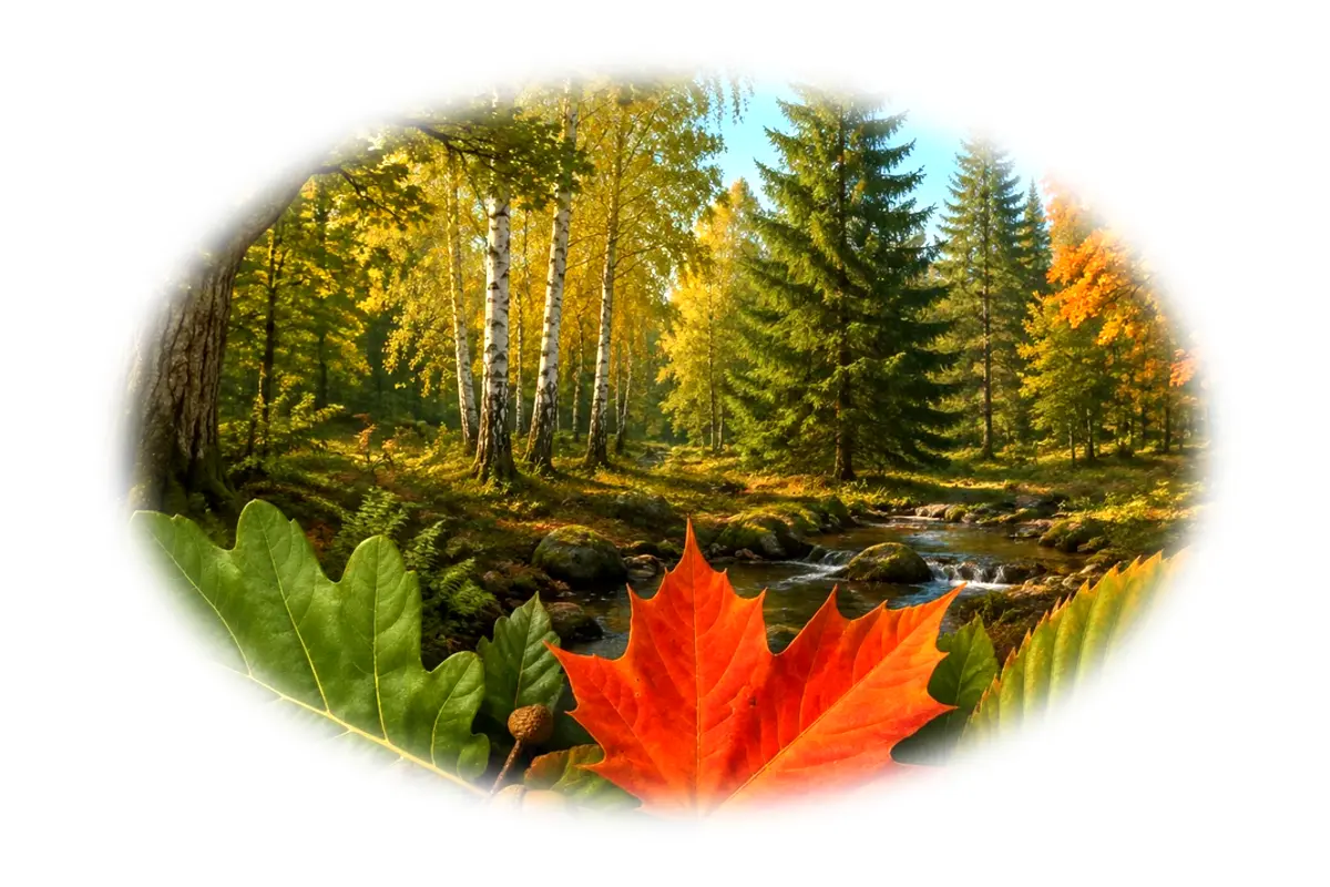 Challenge express : Arbres et feuilles – 8-10 ans