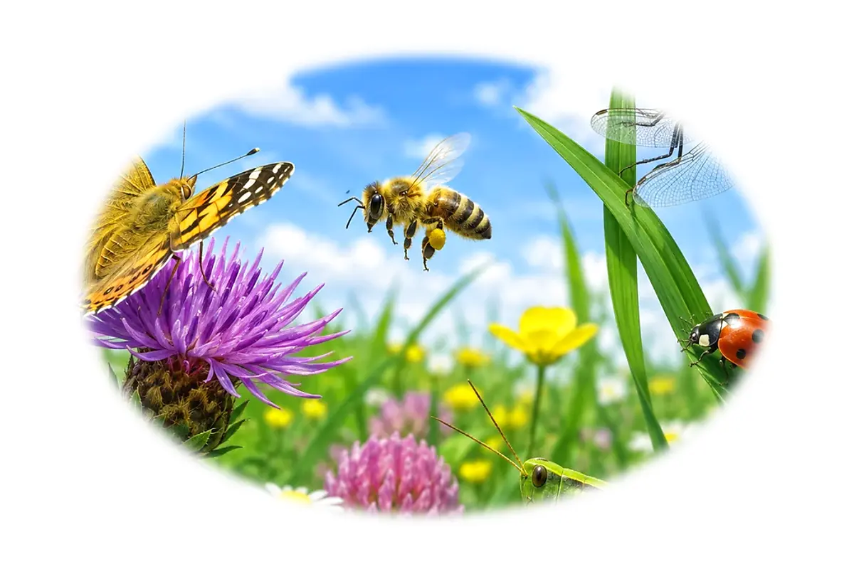 Défi rapide : Insectes – 6-8 ans