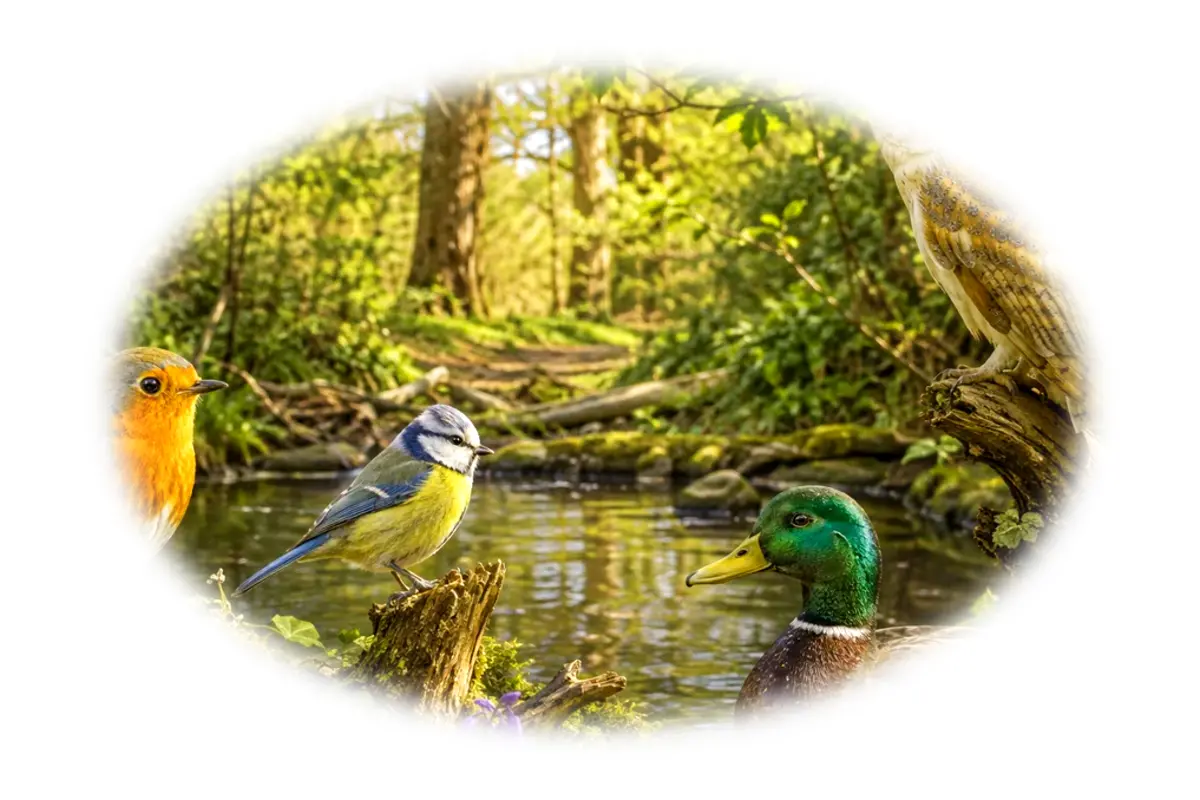 Quiz approfondi : Oiseaux – 10-12 ans