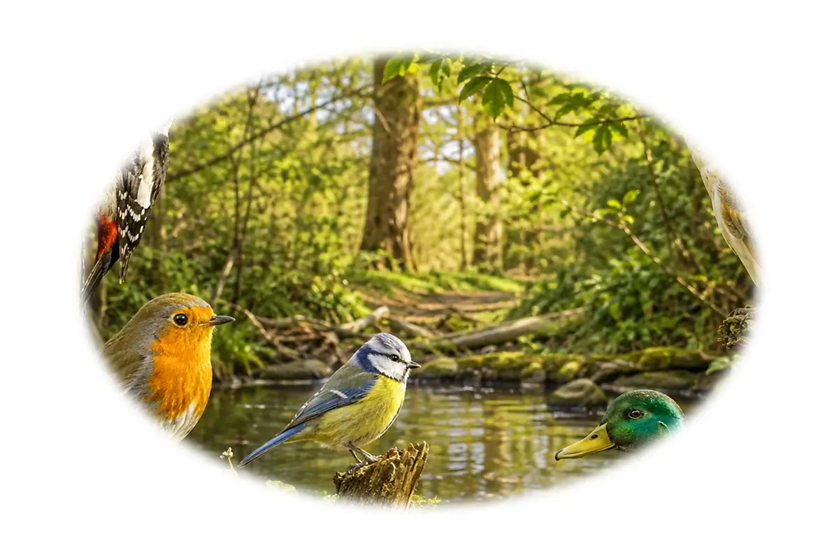 Défi rapide : Oiseaux – 6-8 ans