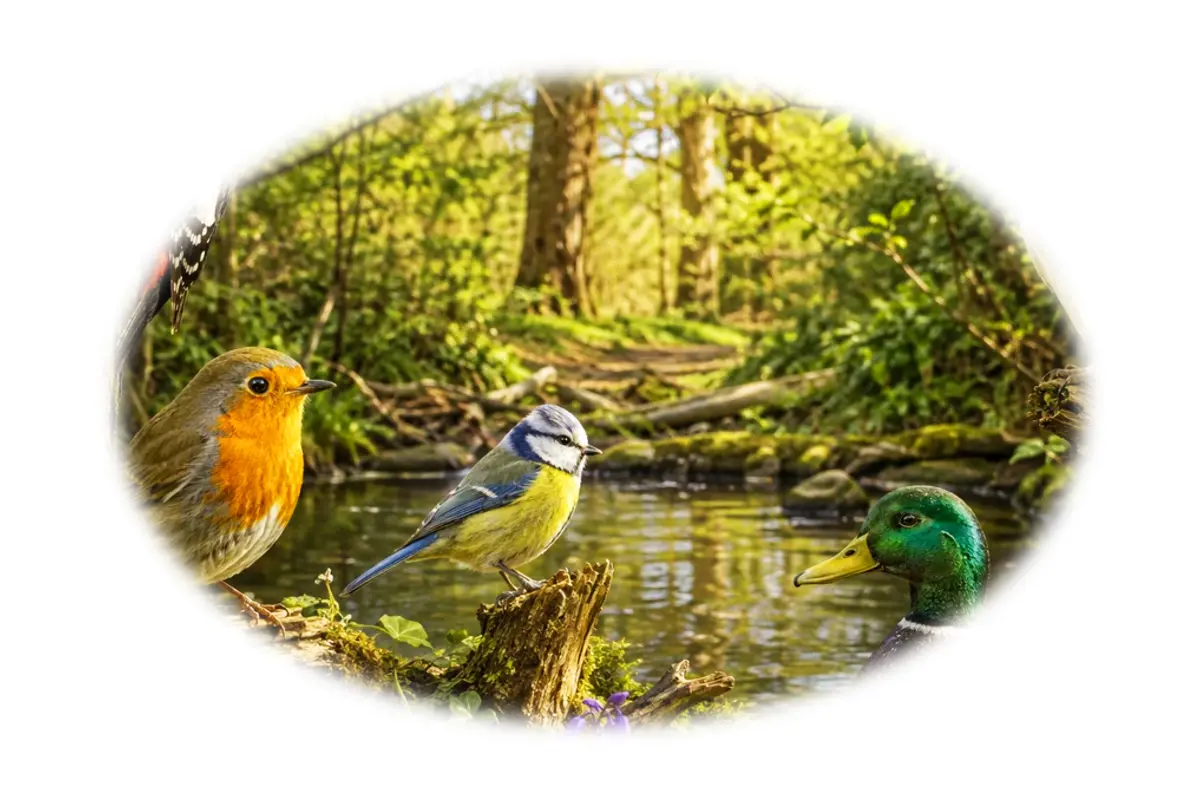 Défi familial : Oiseaux – Famille