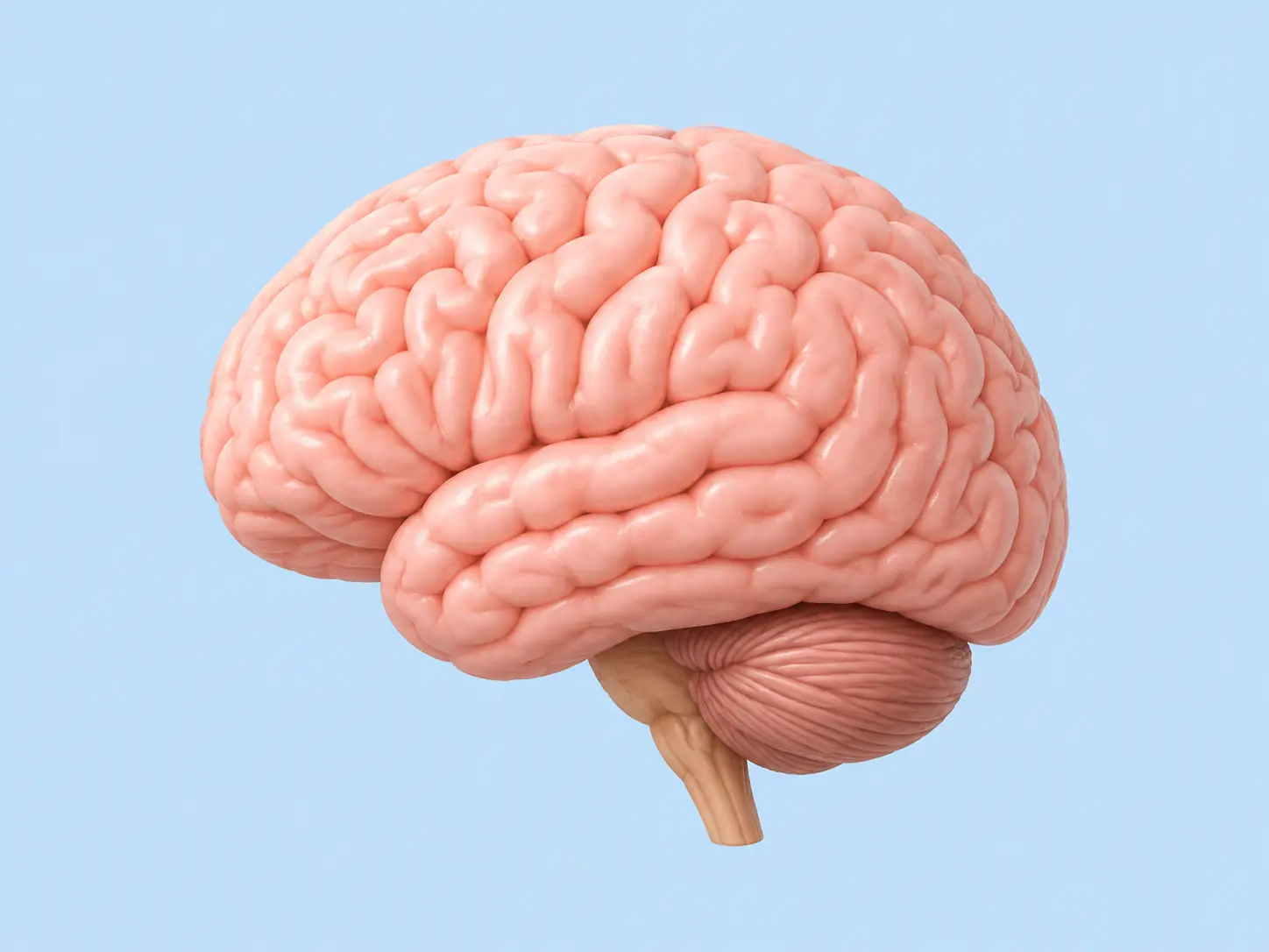 Illustration pour la question : Quel organe est principalement responsable de la pensée, de la mémoire et du contrôle de nombreux mouvements ?