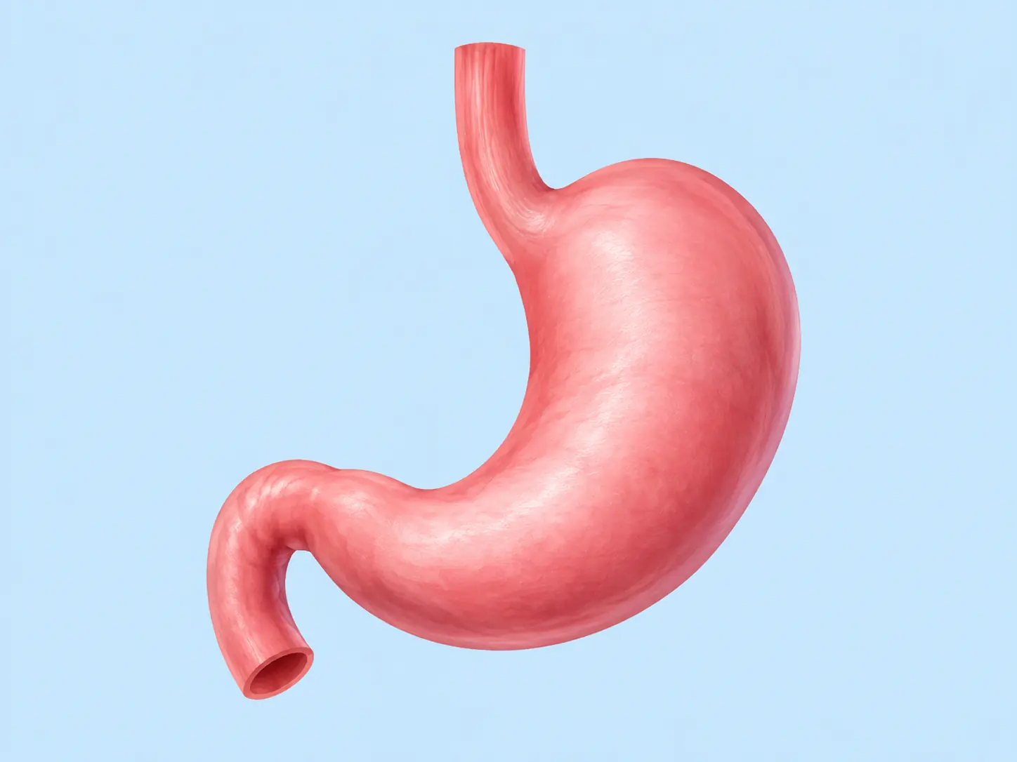 Illustration pour la question : Quel organe commence à digérer fortement les aliments après leur passage dans l'œsophage ?