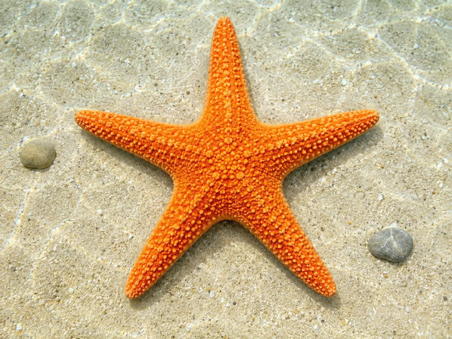 Illustration pour la question : Quel animal marin a généralement cinq bras disposés autour d'un disque central ?