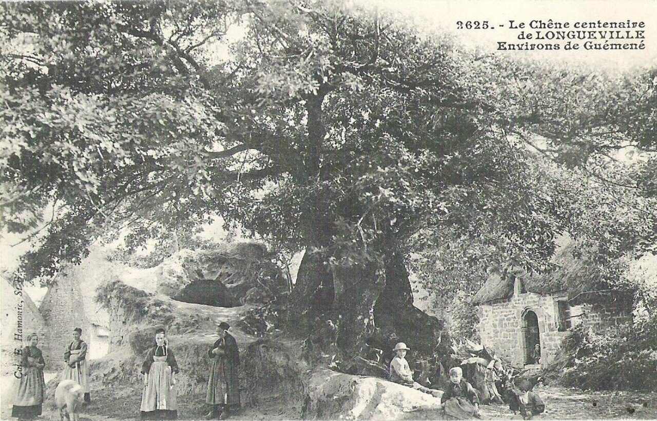 Chêne de Longueville à Locmalo