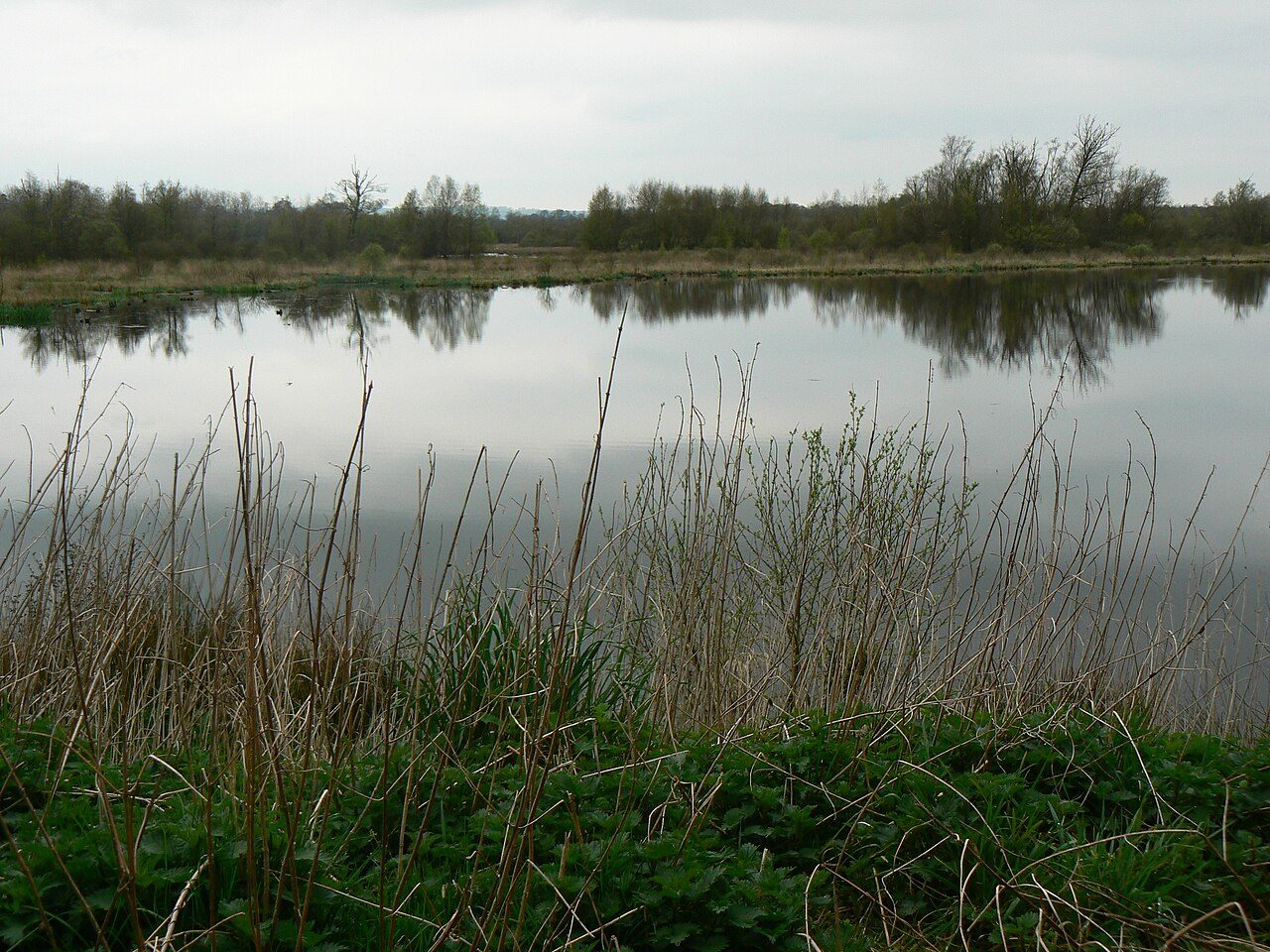 Le Marais du Grand-Hazé à Briouze