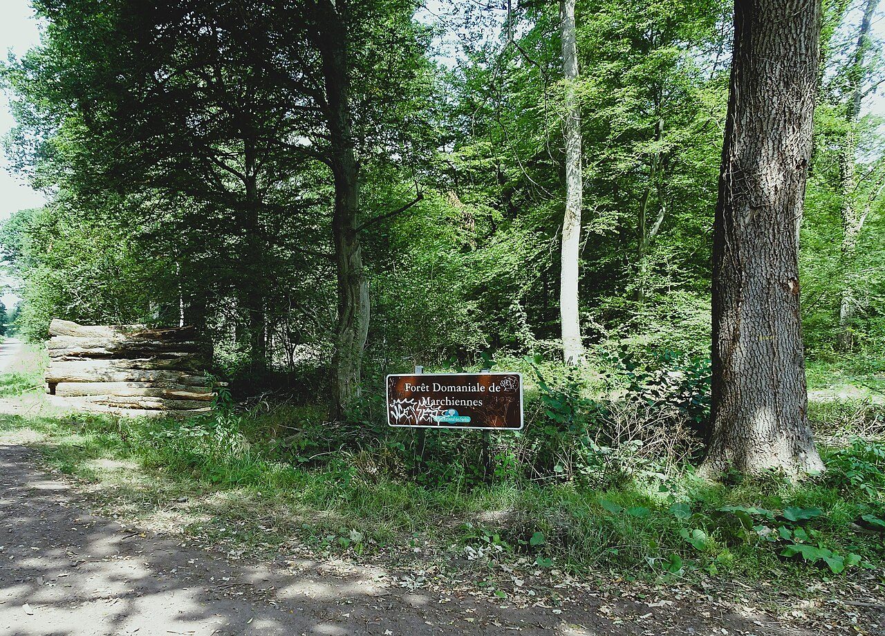 Forêt Domaniale de Marchiennes à Marchiennes