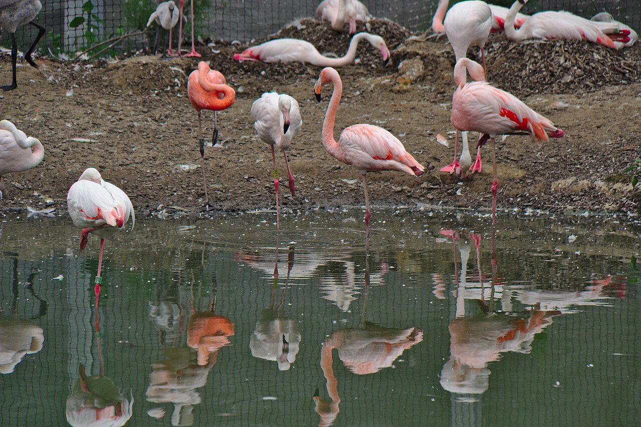 Parc Zoologique de Paris à Paris
