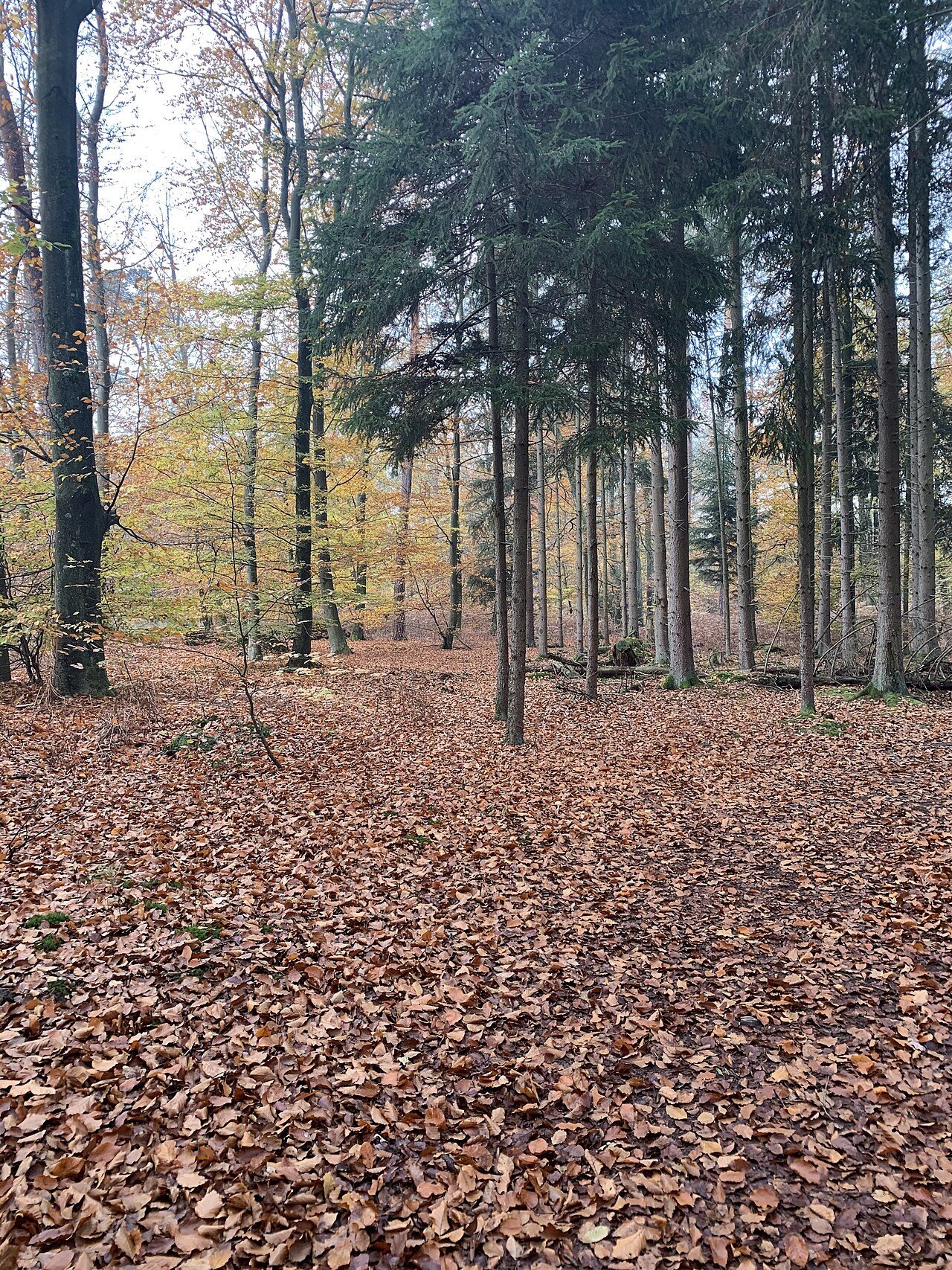 La Forêt d'Exception® de Haguenau
