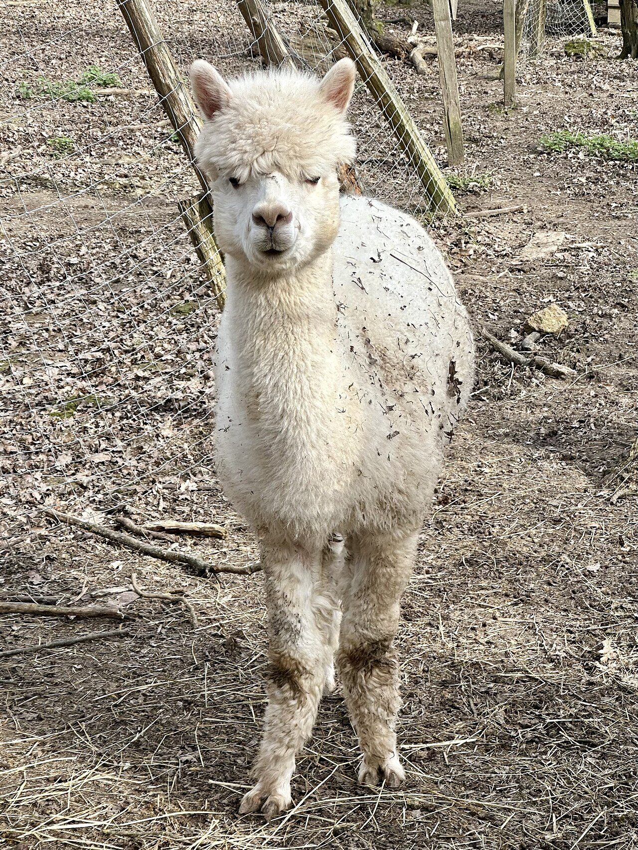 Parc animalier de Janvry à Janvry