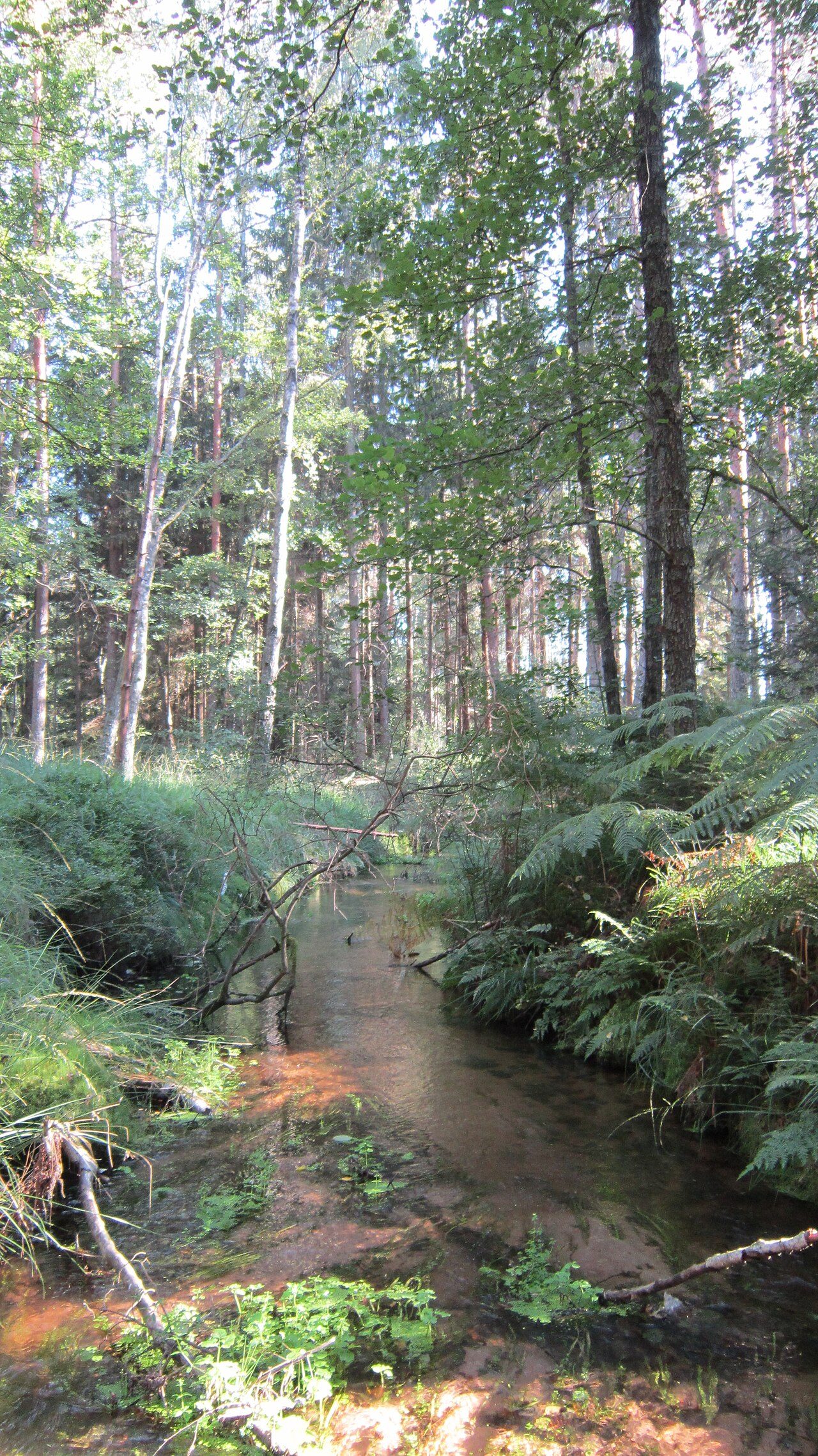 Réserve naturelle des rochers et tourbières du pays de Bitche