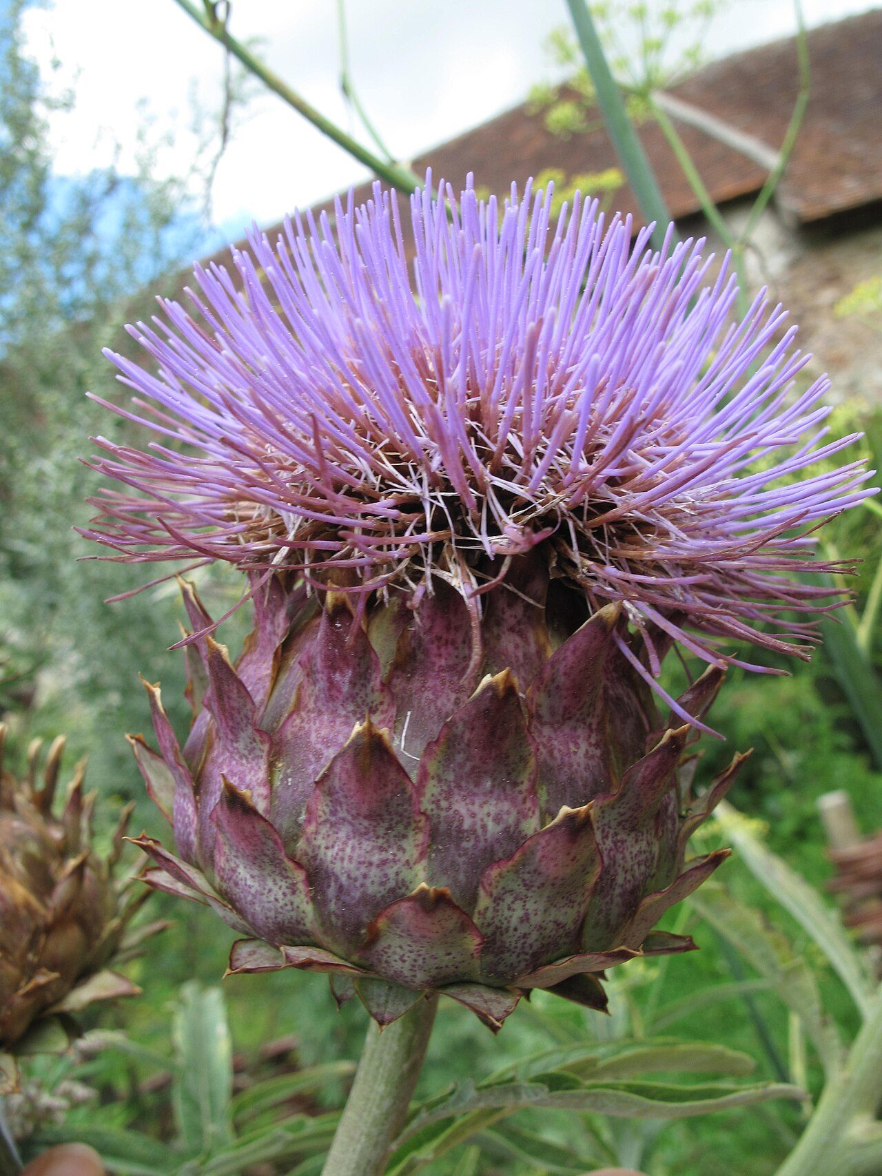 Jardin Médiéval de la Commanderie des Templiers à Coulommiers