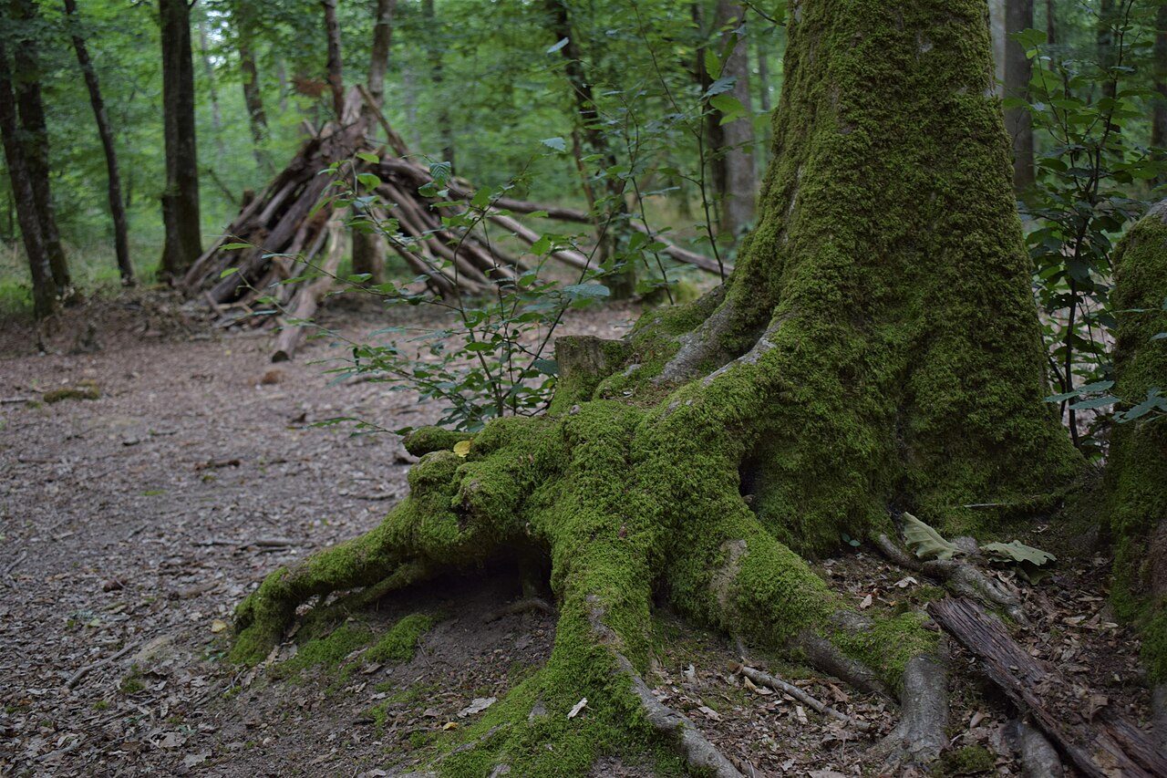 La Forêt Domaniale de Moulière à Bonneuil-Matours