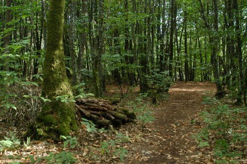 Le courtil aux fées à Saint-Laurent-sur-Oust