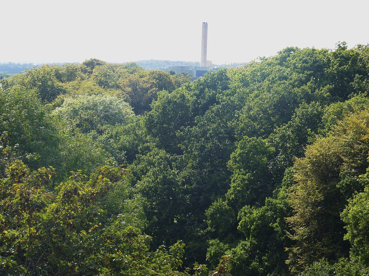 Bois de La Brasserie à Brest