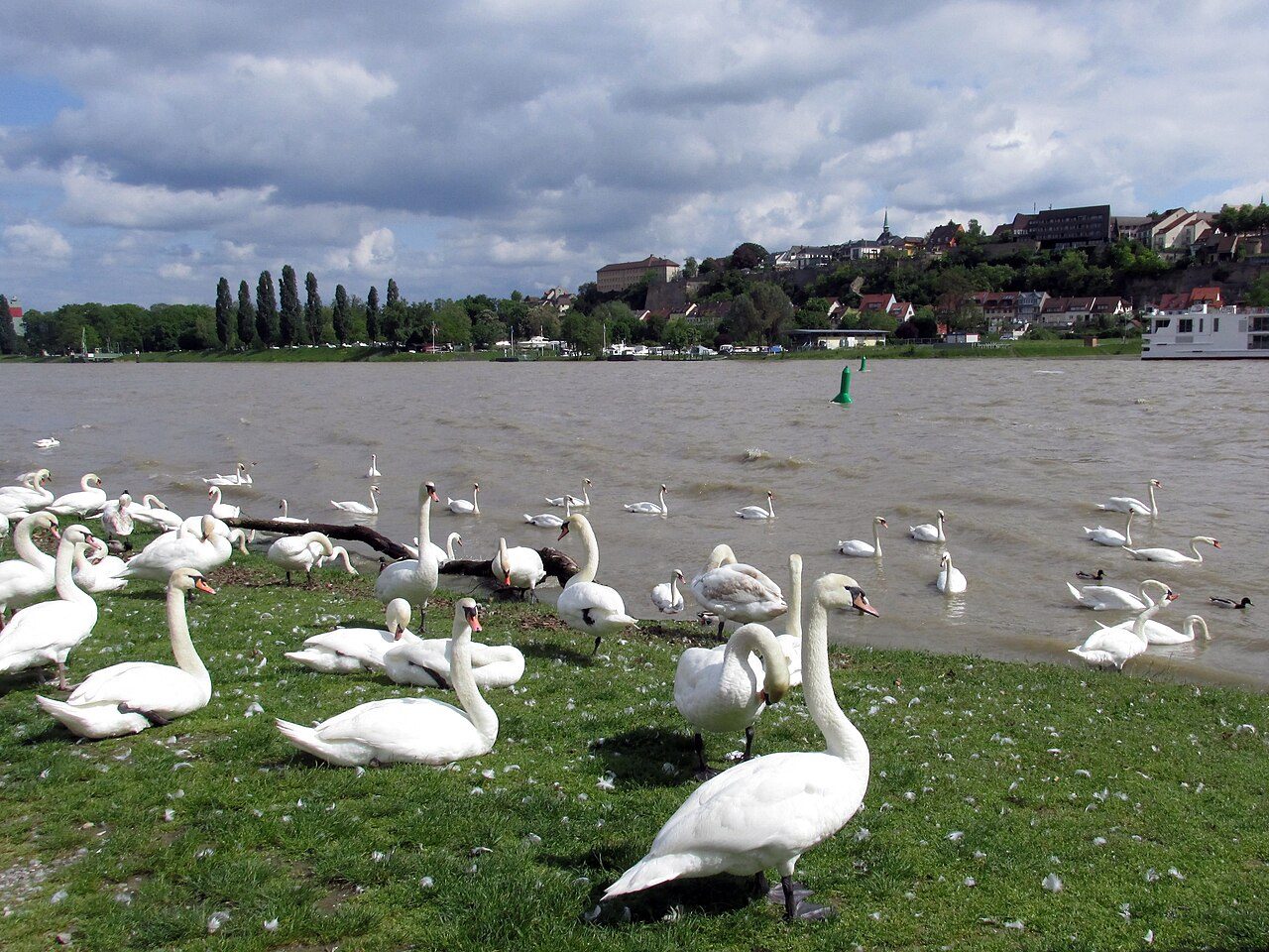 Ile du Rhin à Vogelgrun