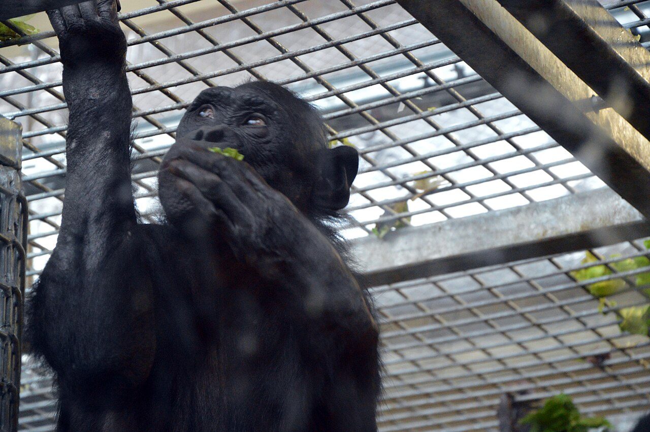 La Vallée des Singes à Romagne