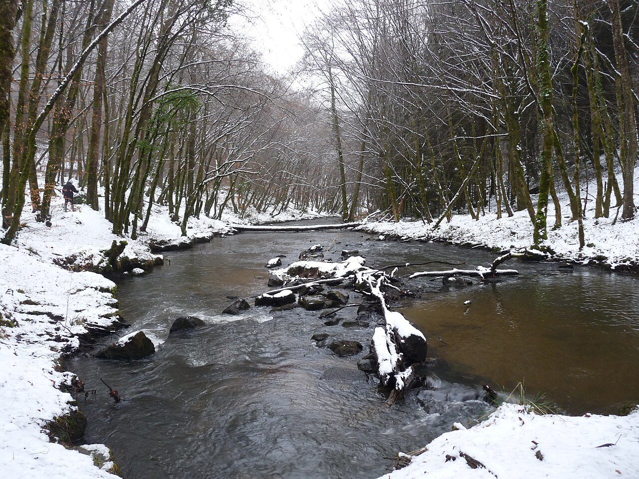 La forêt de Blanchefort à Lagraulière