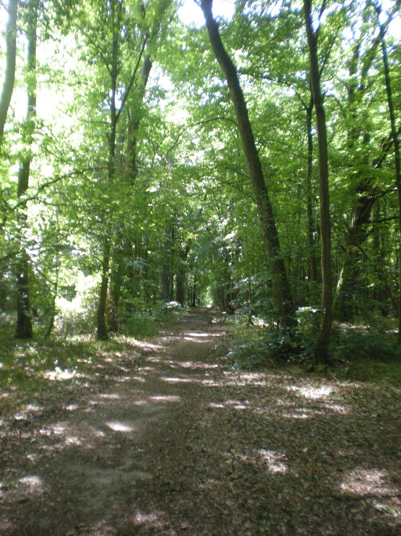 Forêt domaniale de Hez-Froidmont à La Neuville-en-Hez