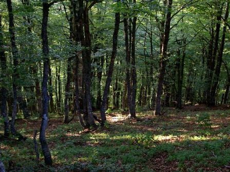 Le Bois de la Folie à Pouzauges