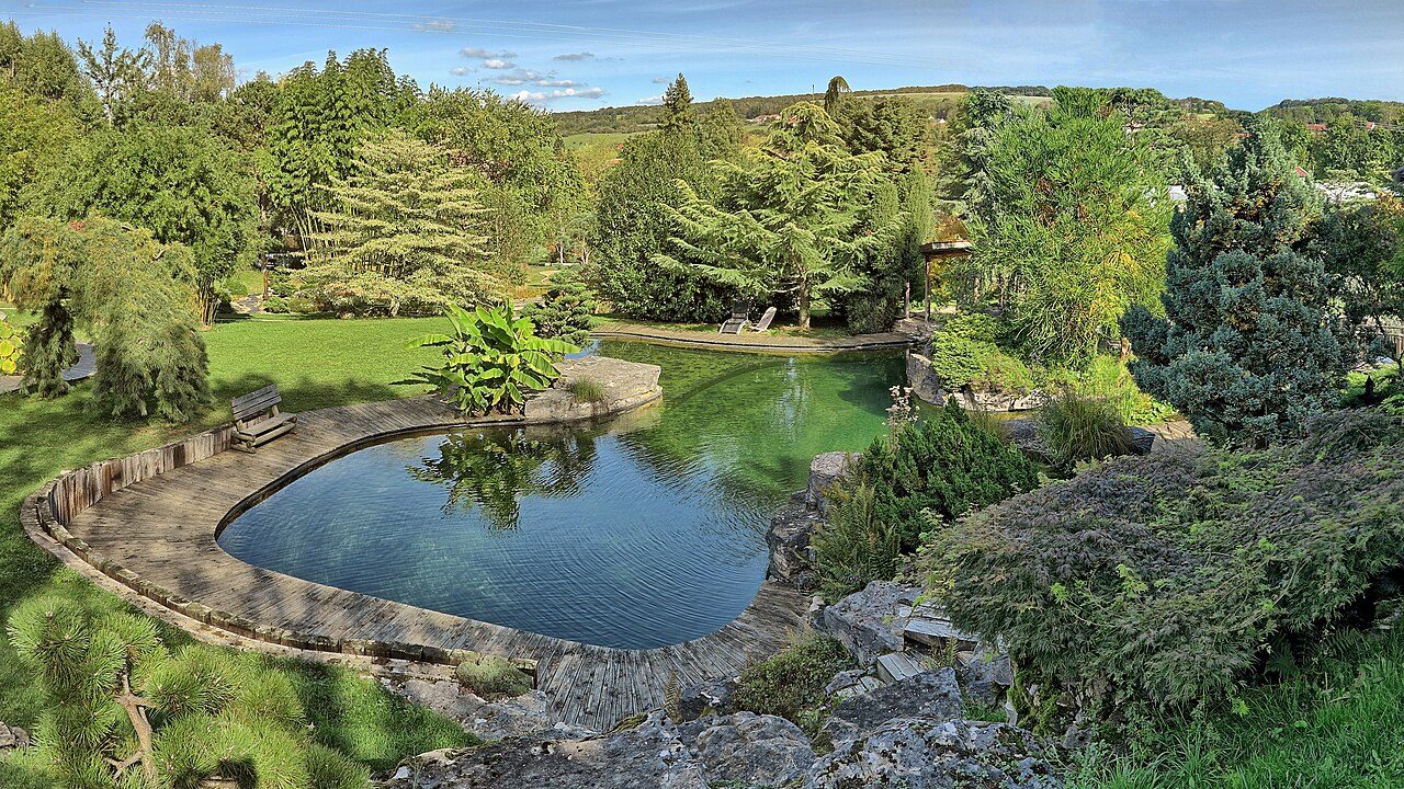 Le jardin aquatique d'Acorus