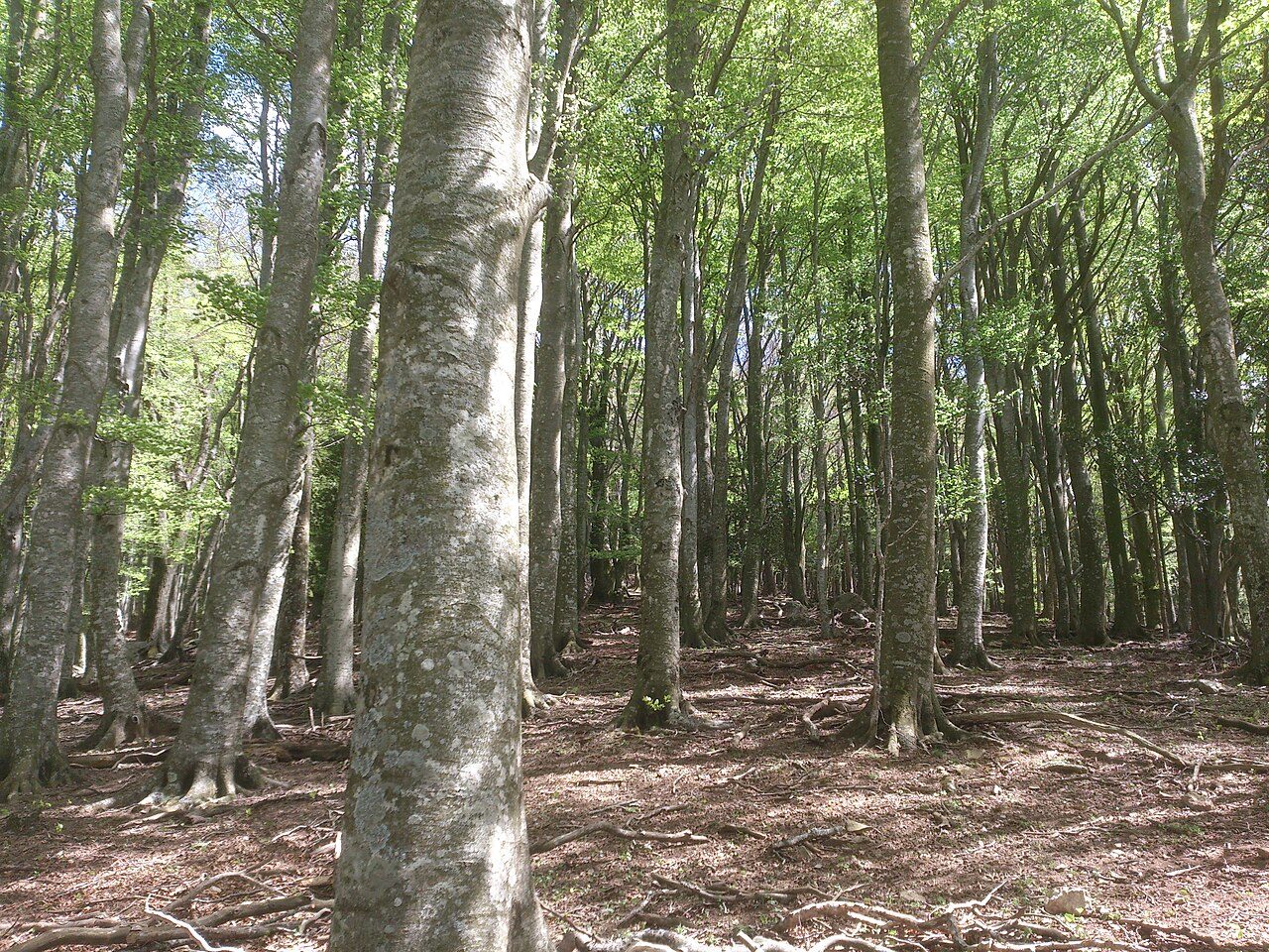 RÉSERVE NATURELLE NATIONALE DE LA FORÊT DE LA MASSANE
