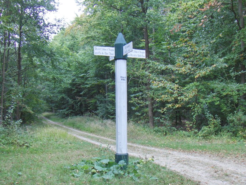Forêt d'Halatte