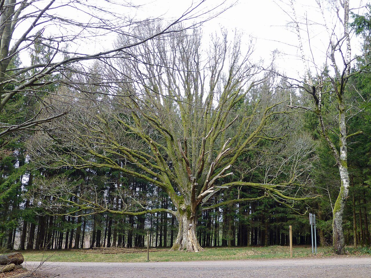 Le Chêne de Salm à La Broque